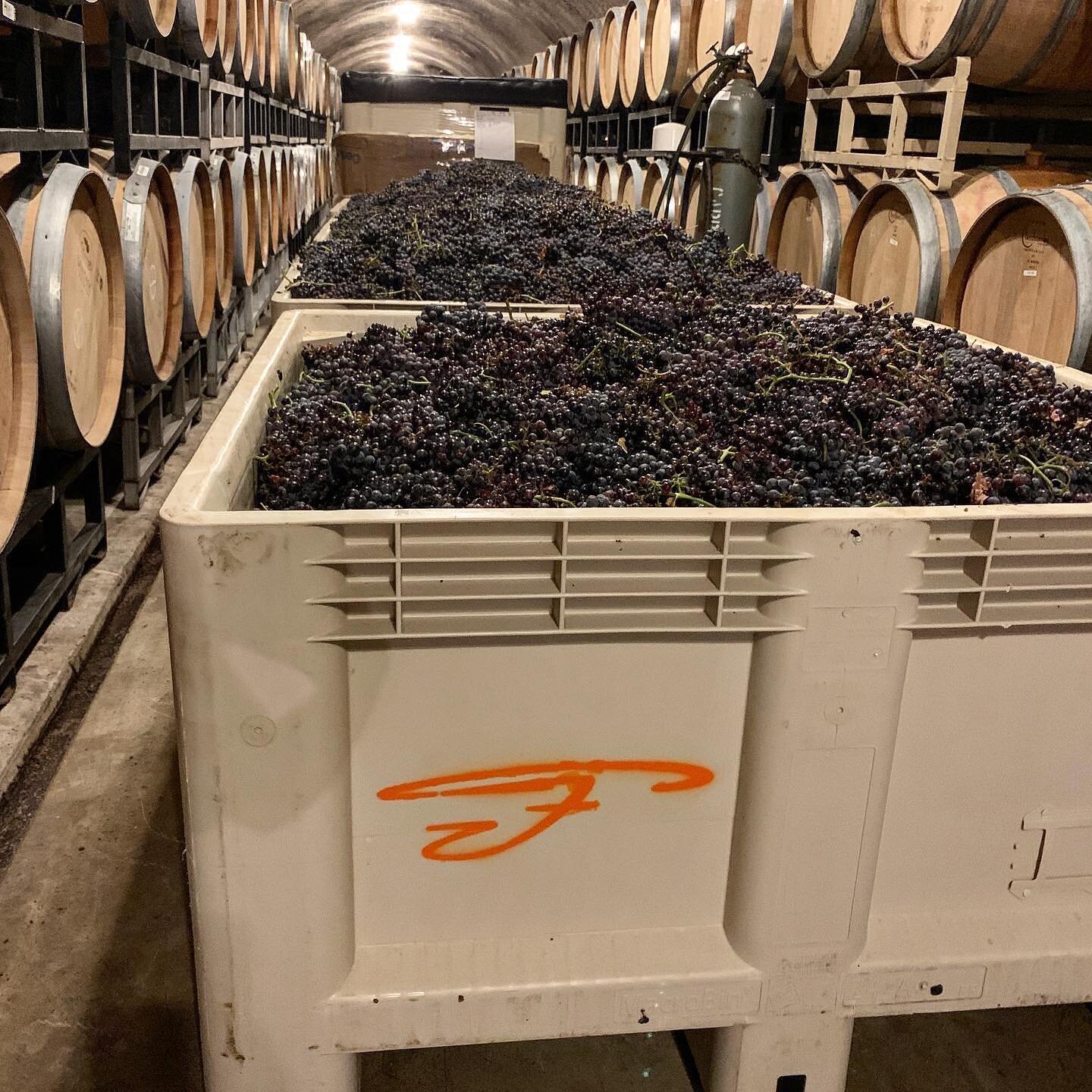 Harvest 2022: Cab Pfeffer patiently awaiting processing in the cave #cabpfeffer #harvest2022