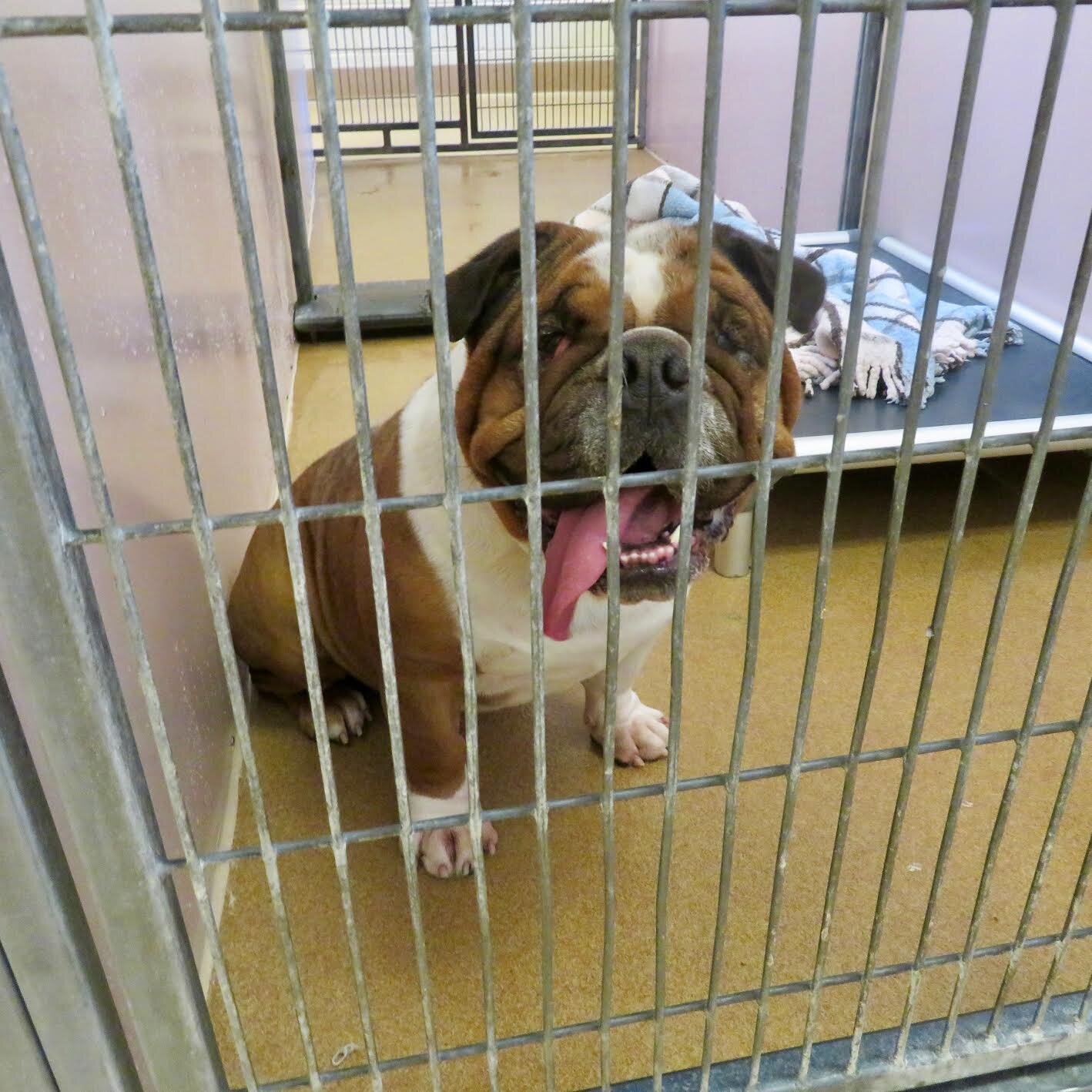 About . — Friends of Contra Costa Animal Shelters About . — Friends of Contra Costa Animal Shelters