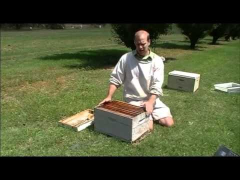 Nick Annand, Education, Training & Extension