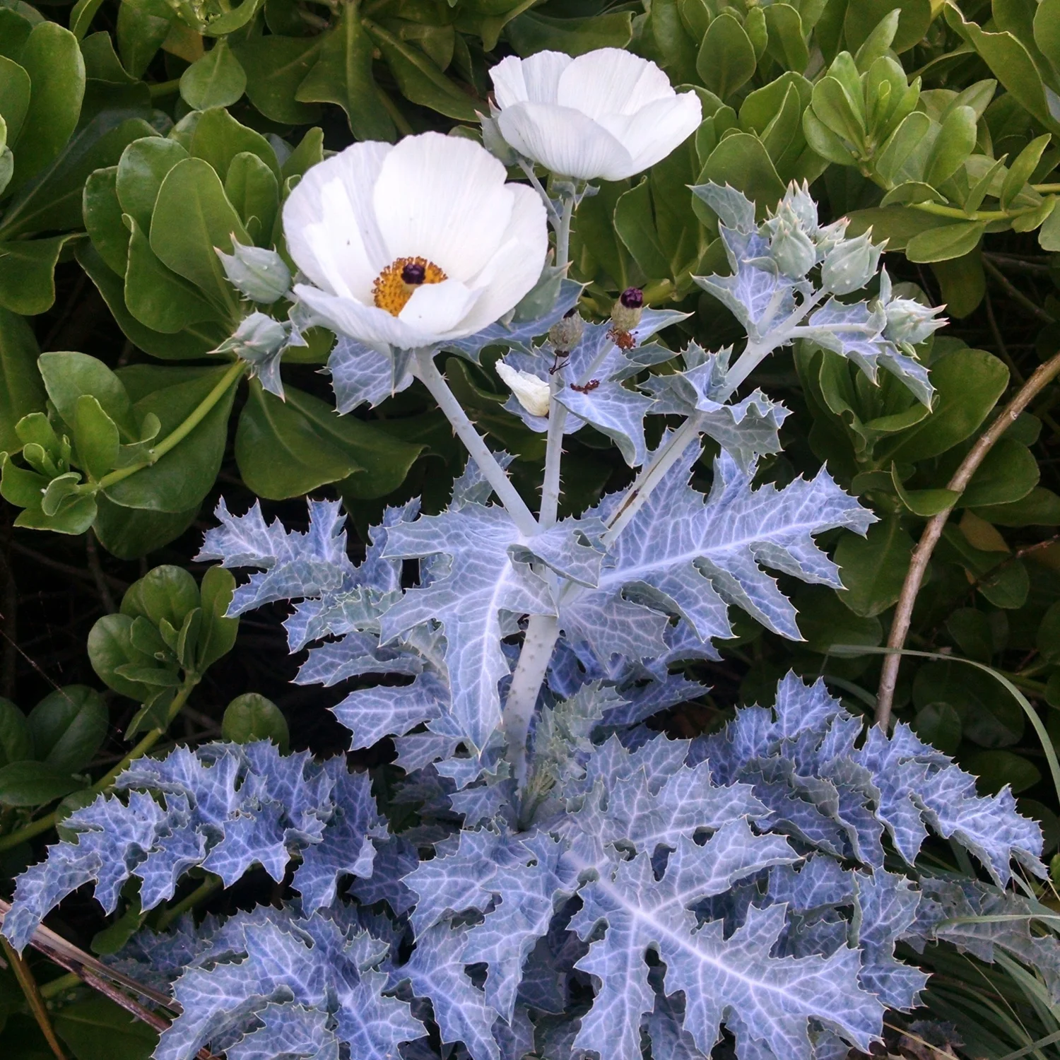 Featured Plant Designs — David Shepard