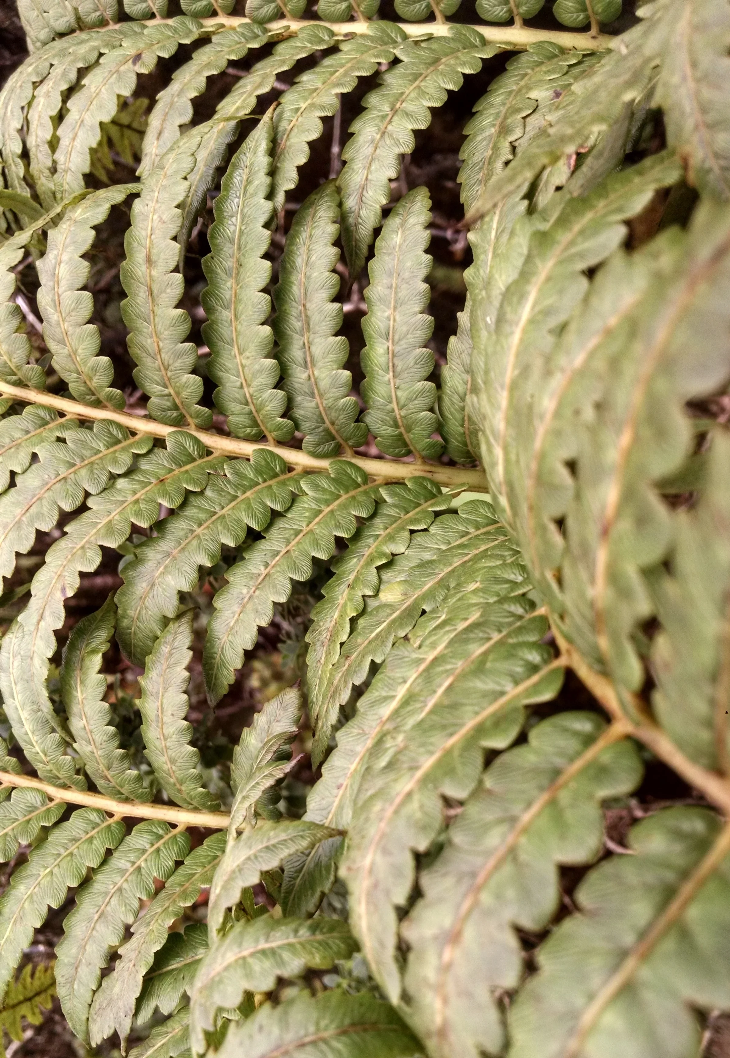 Featured Plant Designs — David Shepard