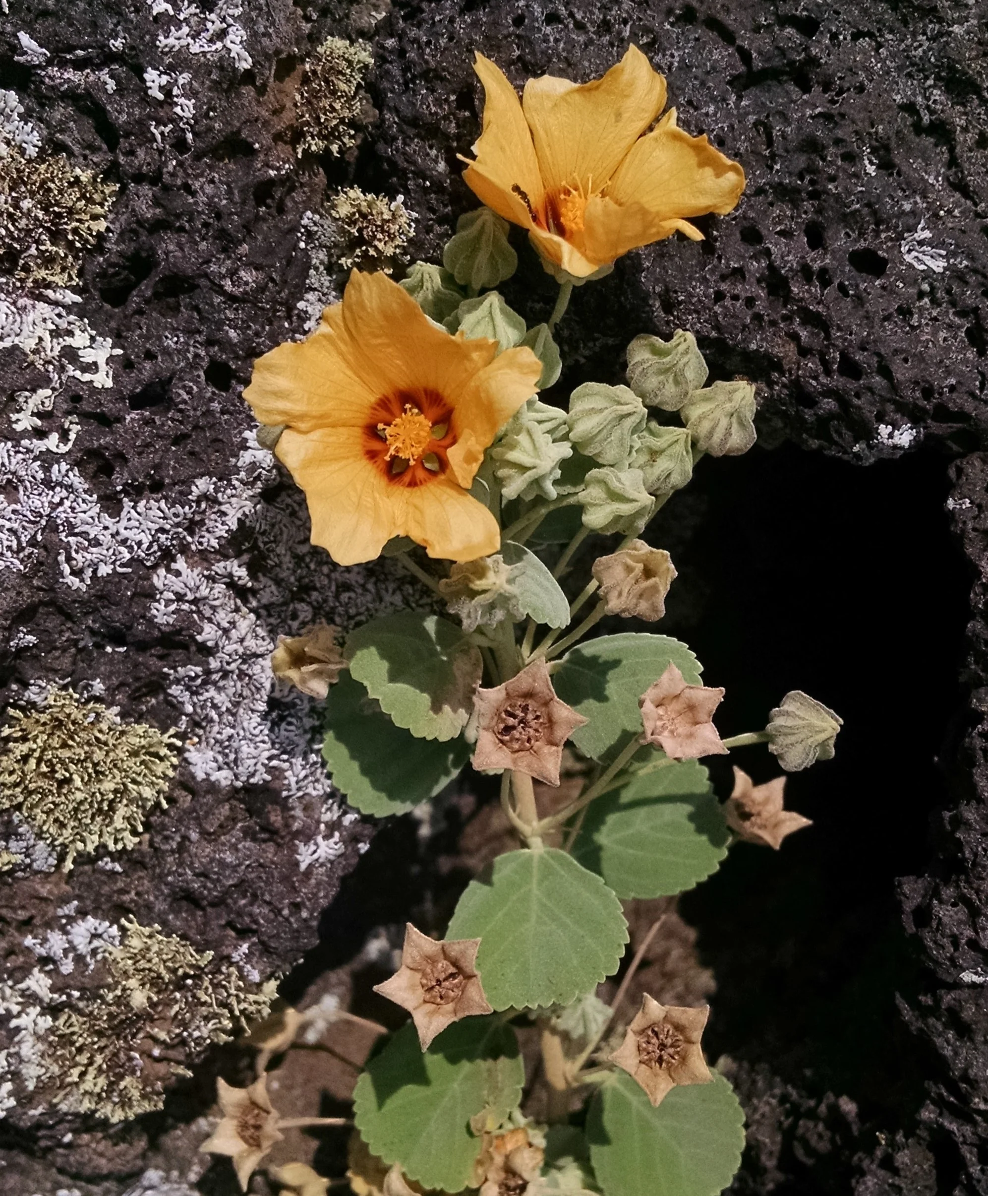注目の植物デザイン デイビッド シェパード