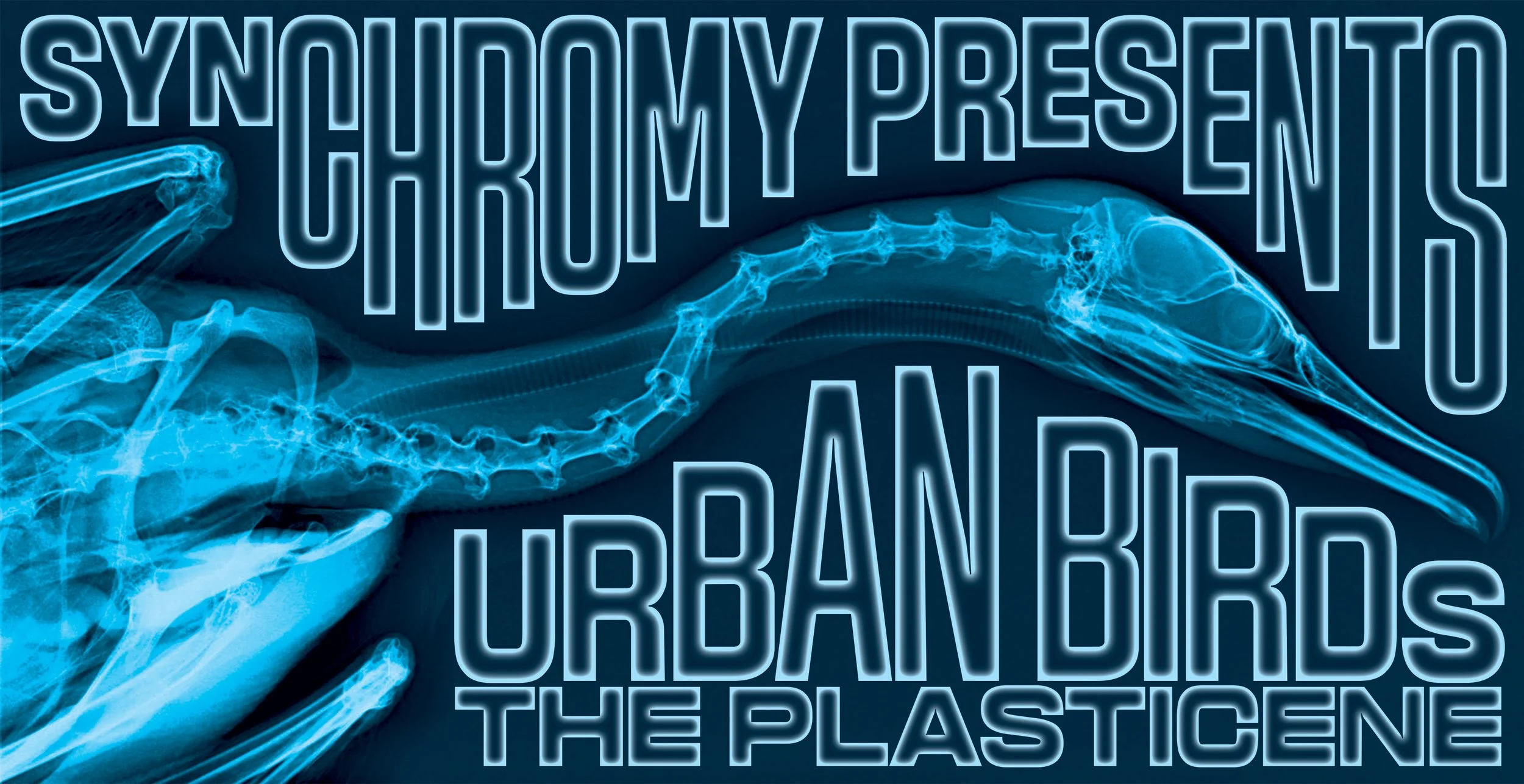 URBAN BIRDS: The Plasticene