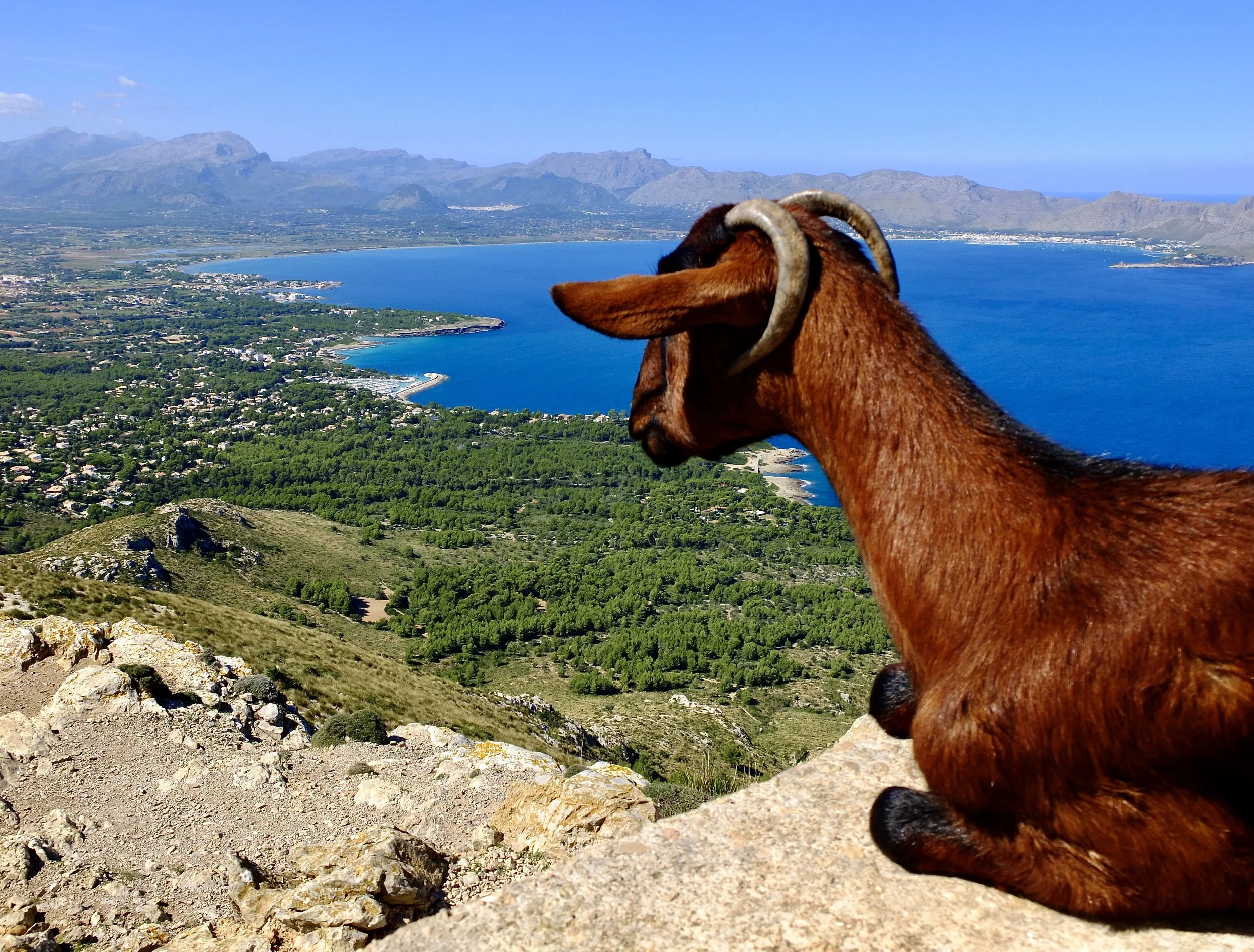 Talaia d’Alcúdia - Tuesday 30 May