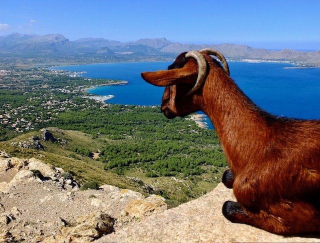 Talaia d’Alcùdia - Thursday 8th