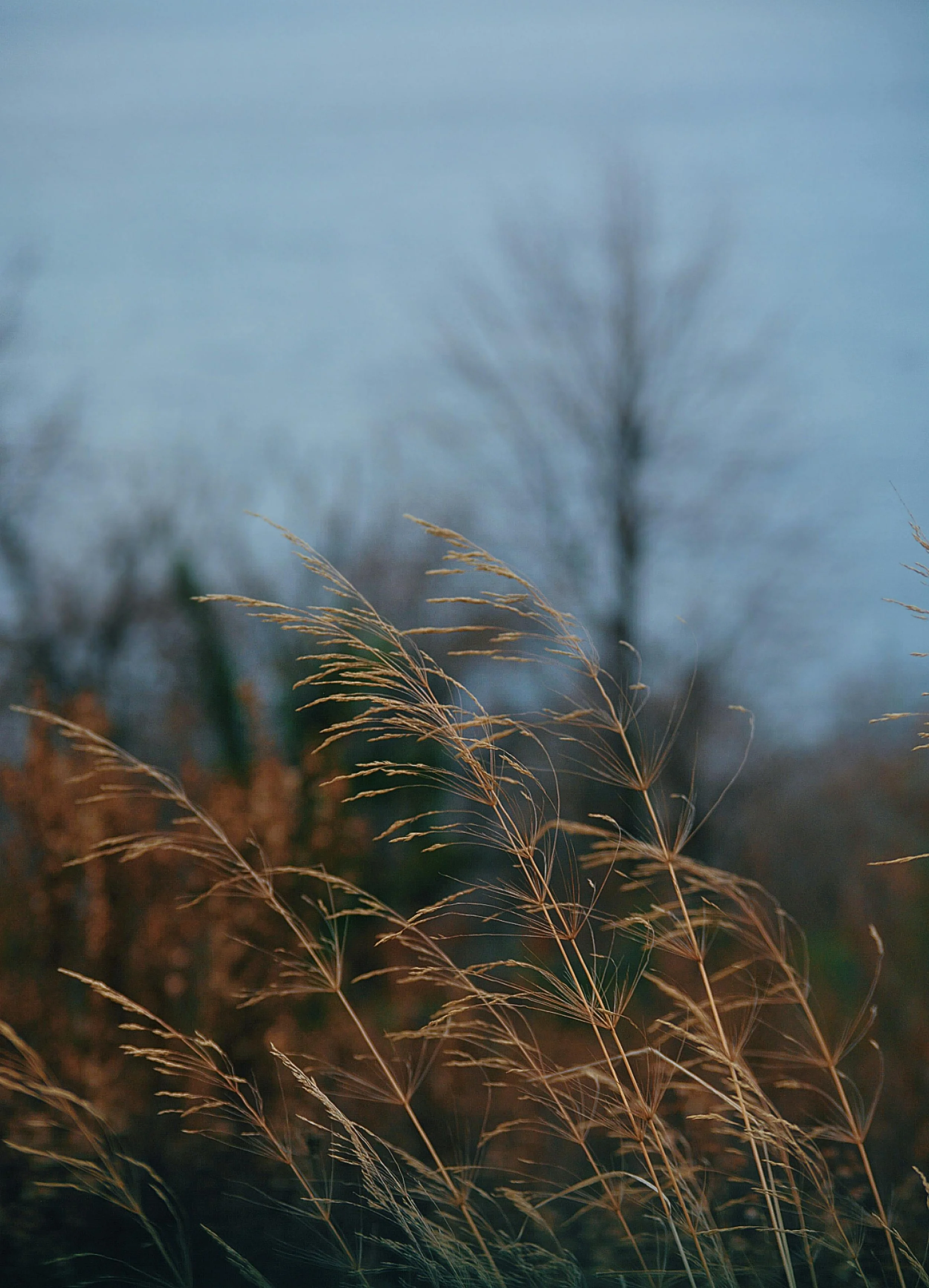 Automne.jpg