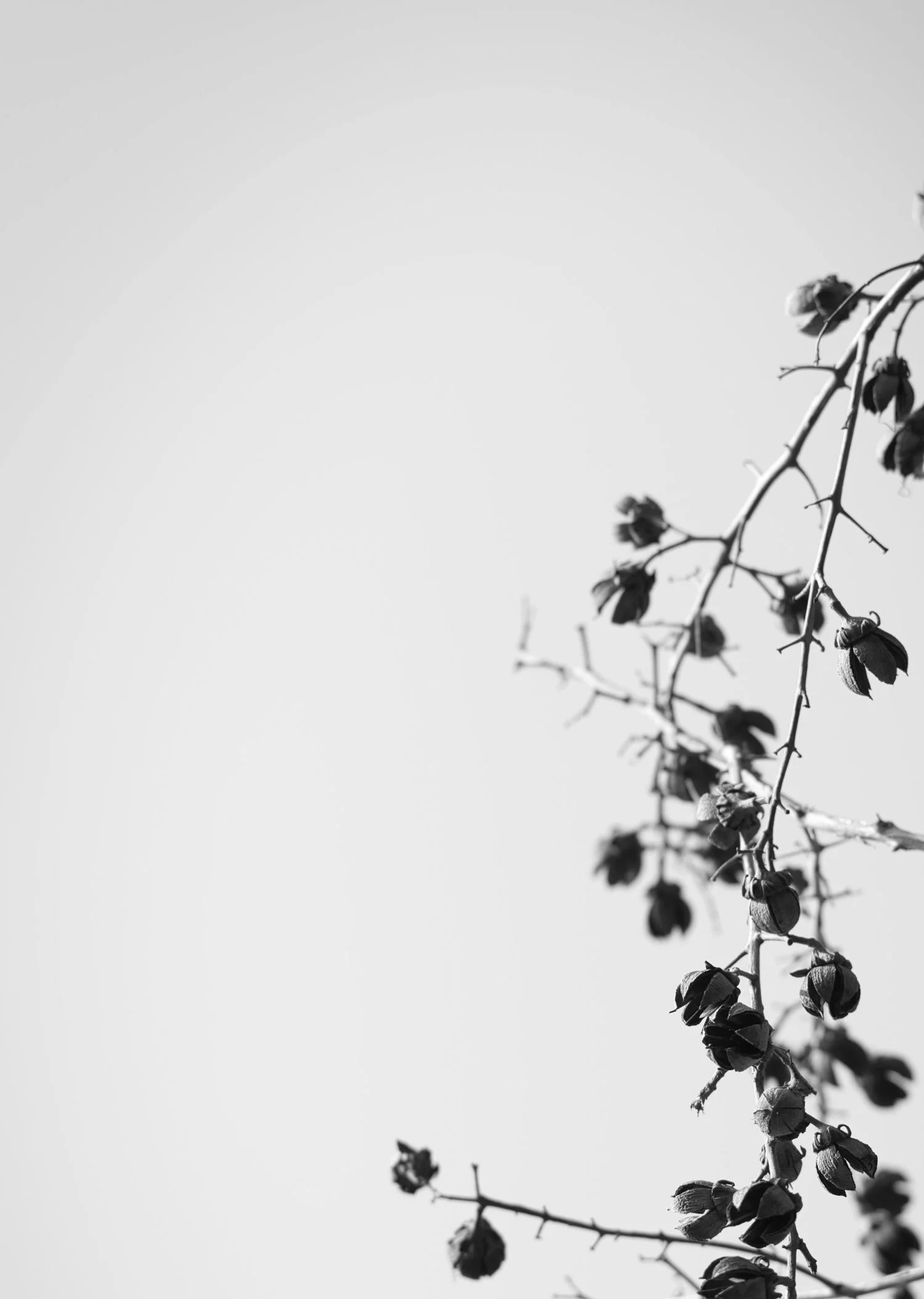 Branches.jpg