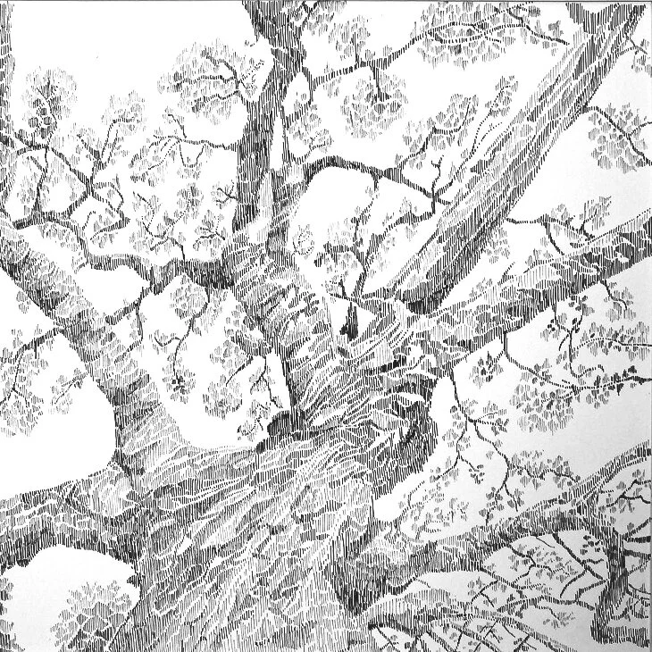 gnarly tree.jpg
