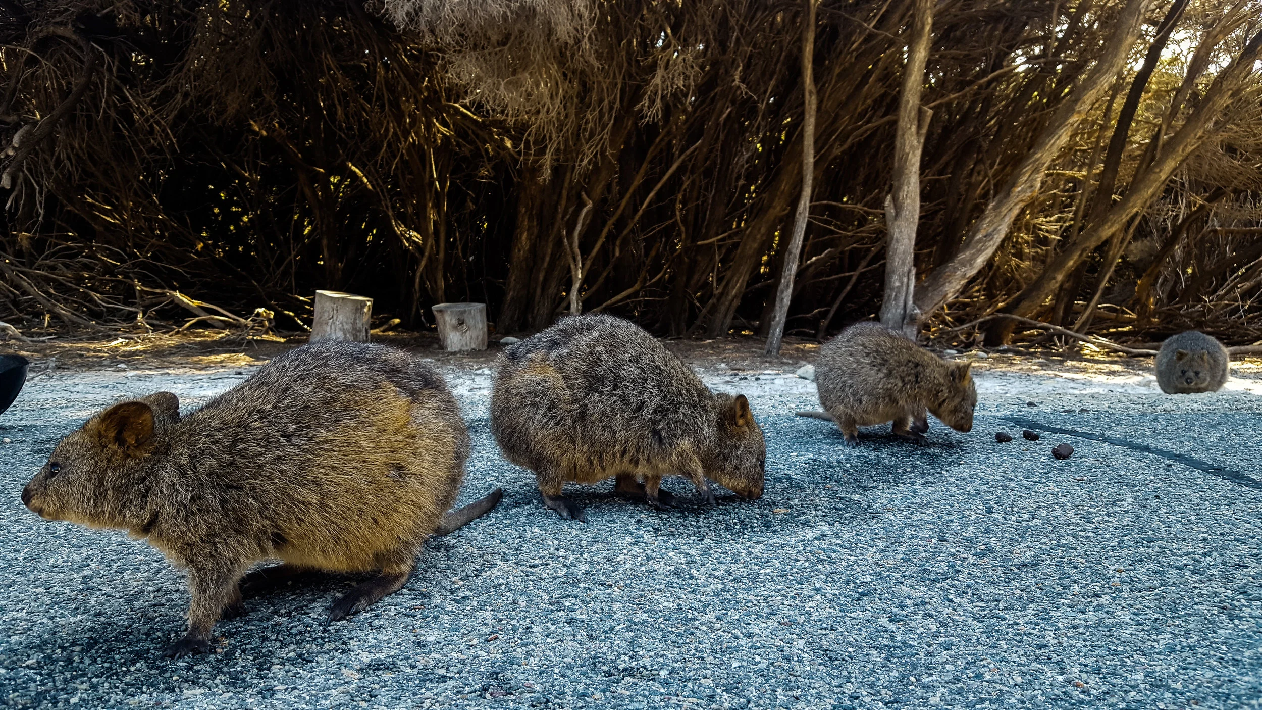 Adorable Quokkas @ Rottnest Island, Western Australia