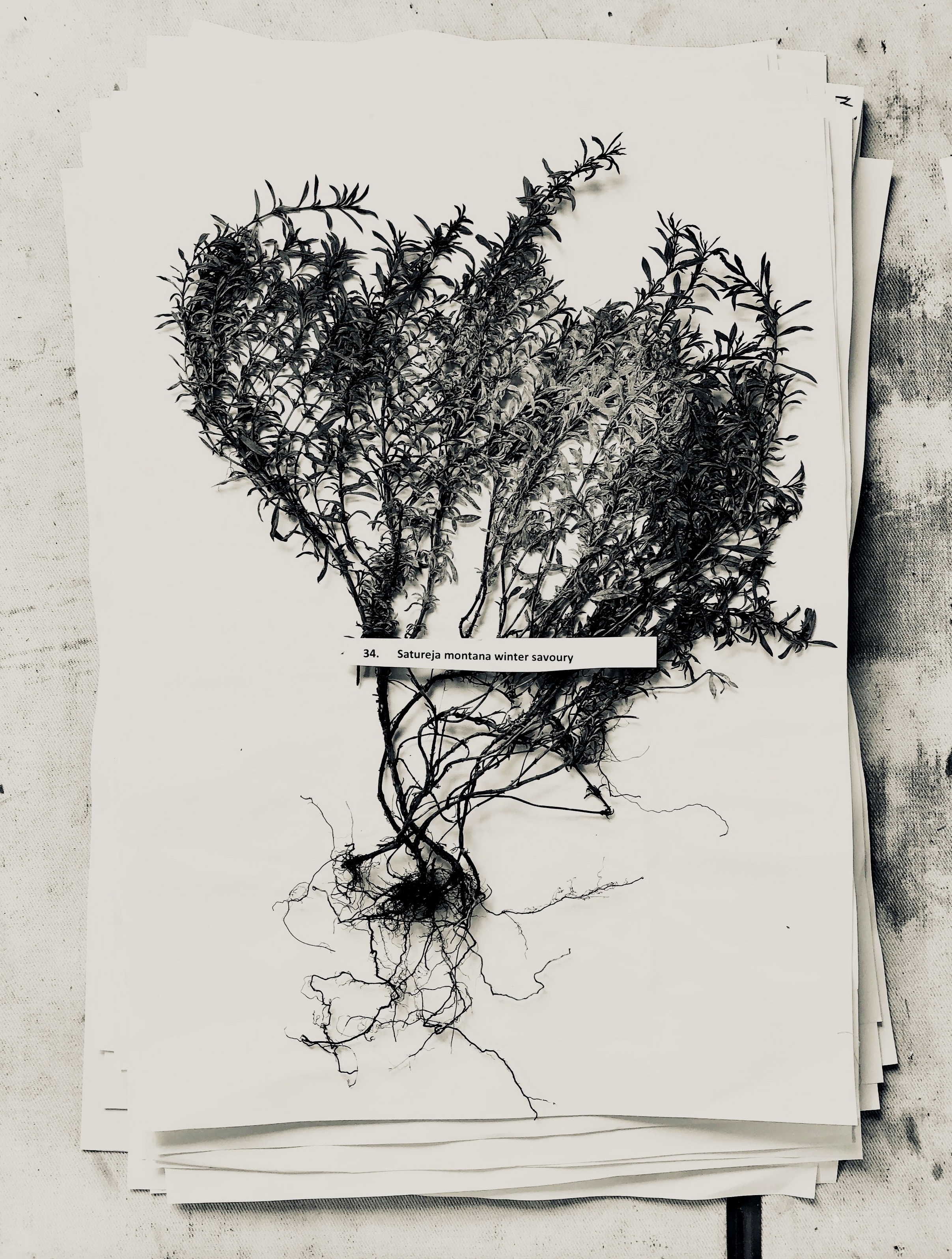 Painting plants on plates (the process) Tina-Marié works with the seasons and paints what is growing at that time. She is naturally drawn to the plant names of her mother tongue, Afrikaans.