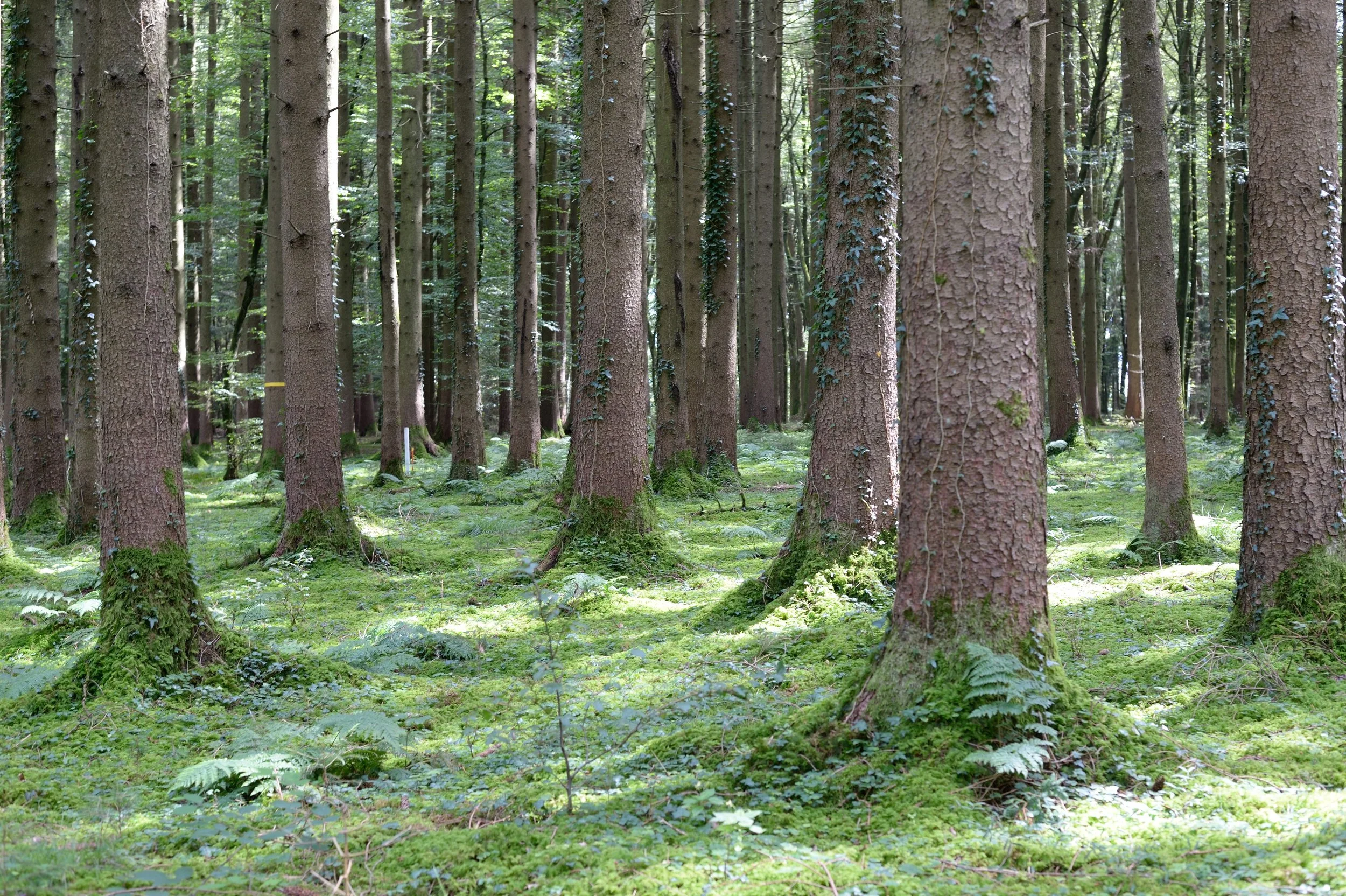 NDF_0687.JPG