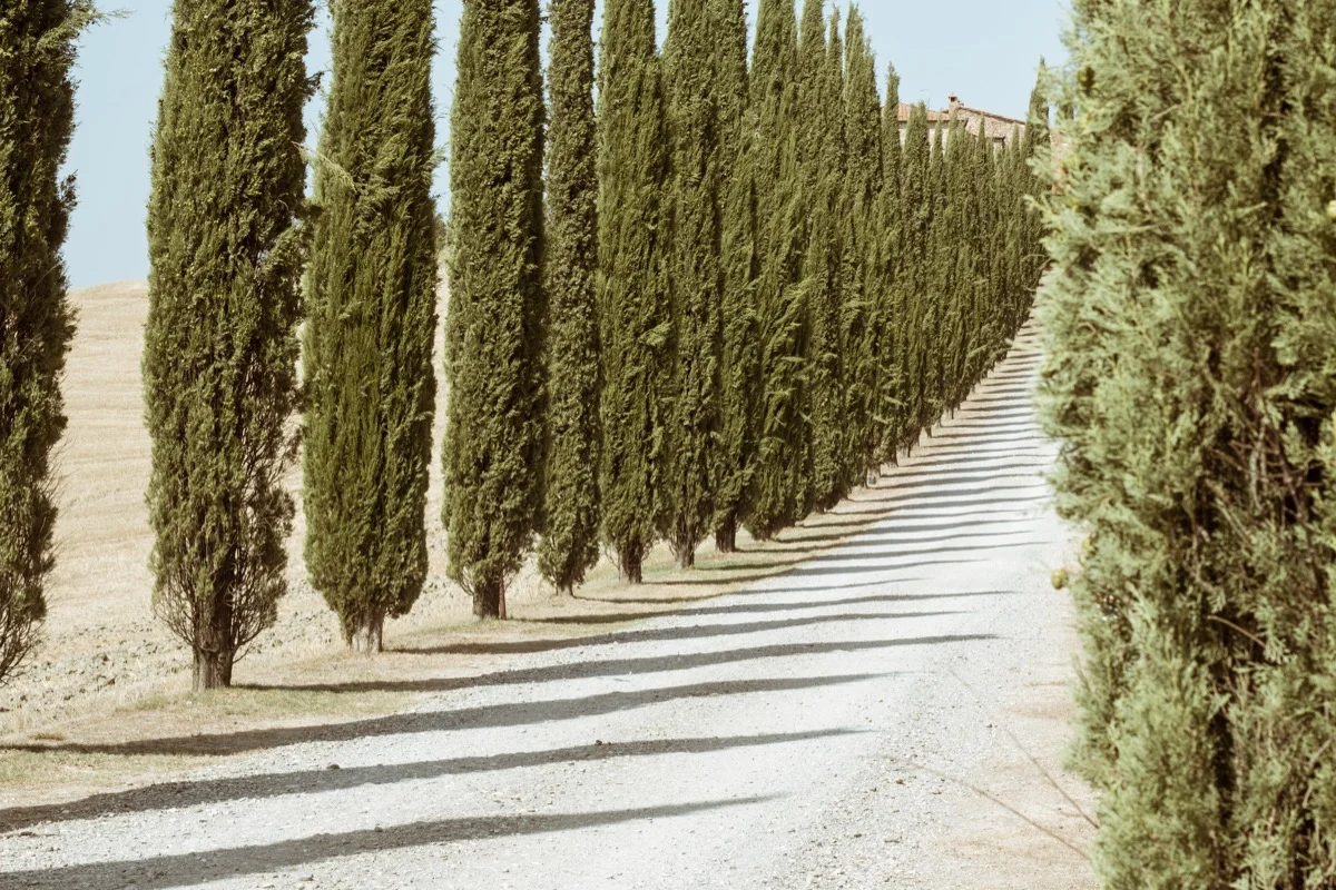 felixkrisai_cypress - 7.jpg