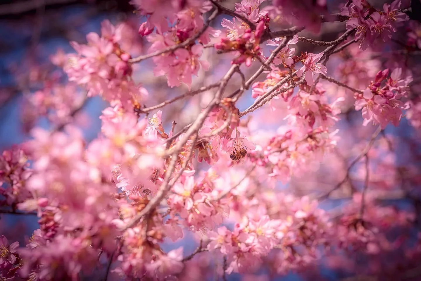 The heart of spring