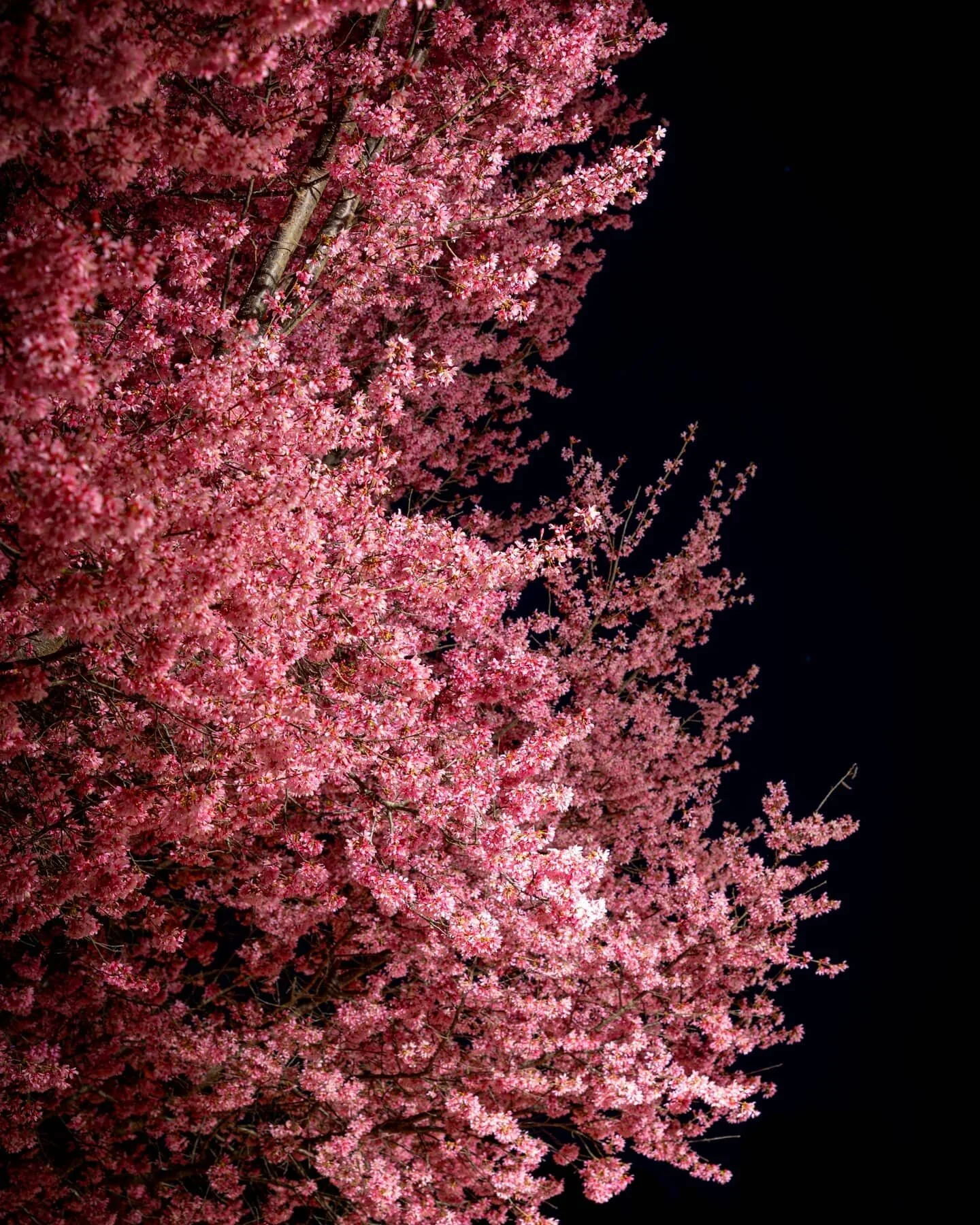 Night Sights under Night Lights

#amoledwallpaper #oled #oledwallpaper #cherryblossom #nightphotography #nikon