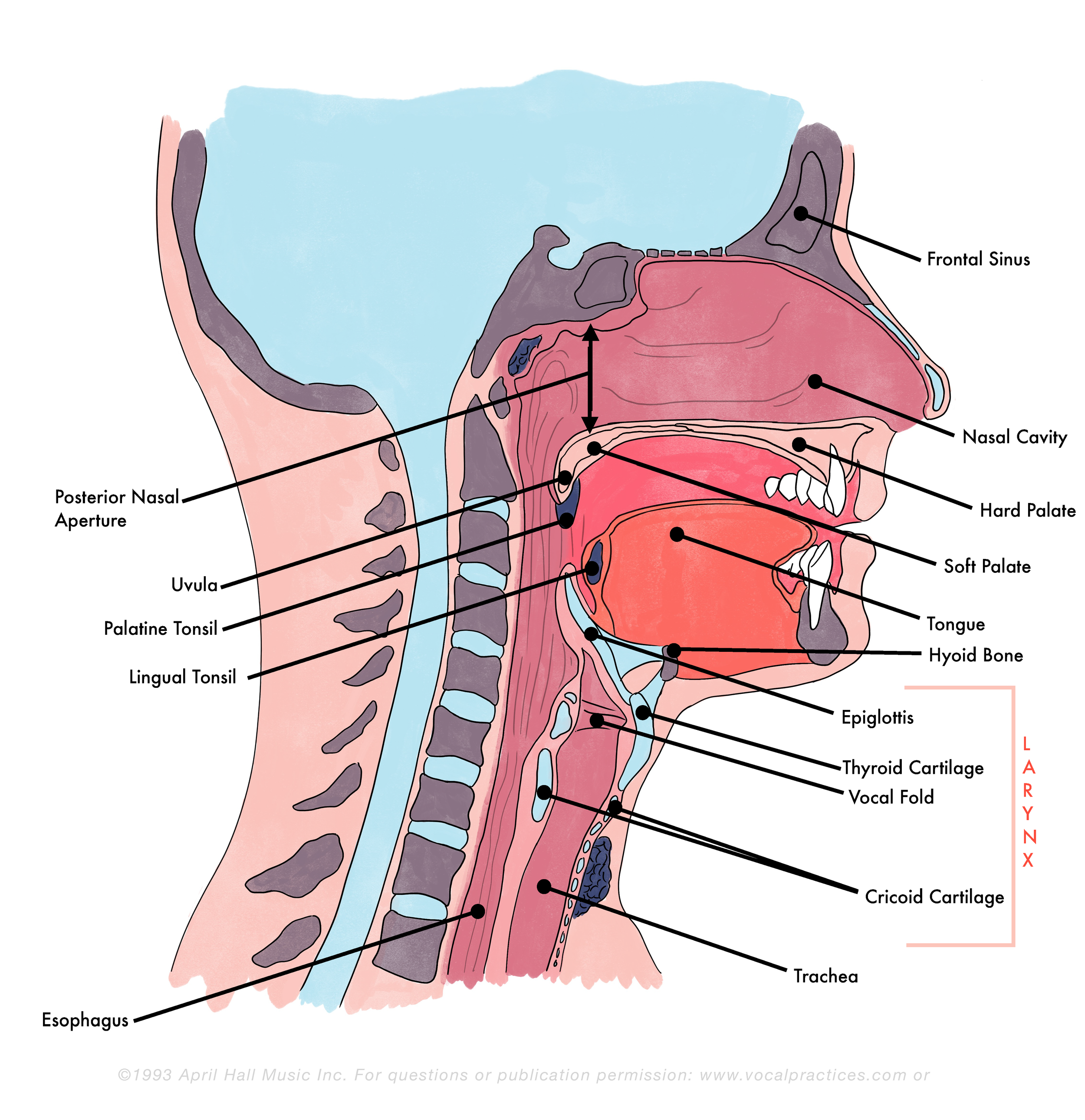 Folded Singer Learn to care for your voice — www.vocalpractices.com