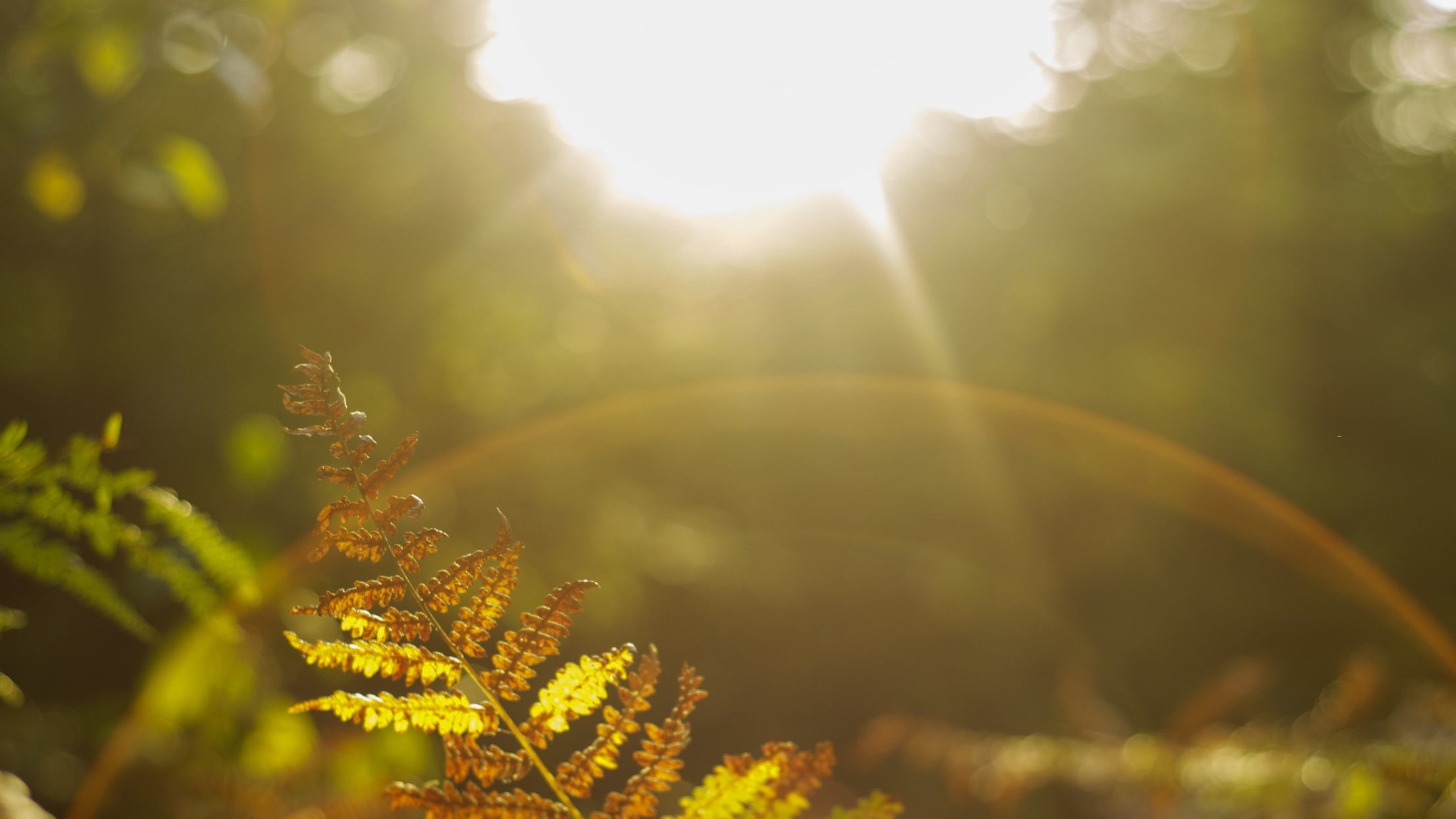Untitled design (15).png