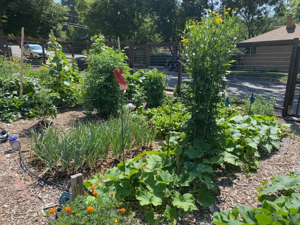 BETH DWYER - North Golden Neighbor and Community Garden Expert
