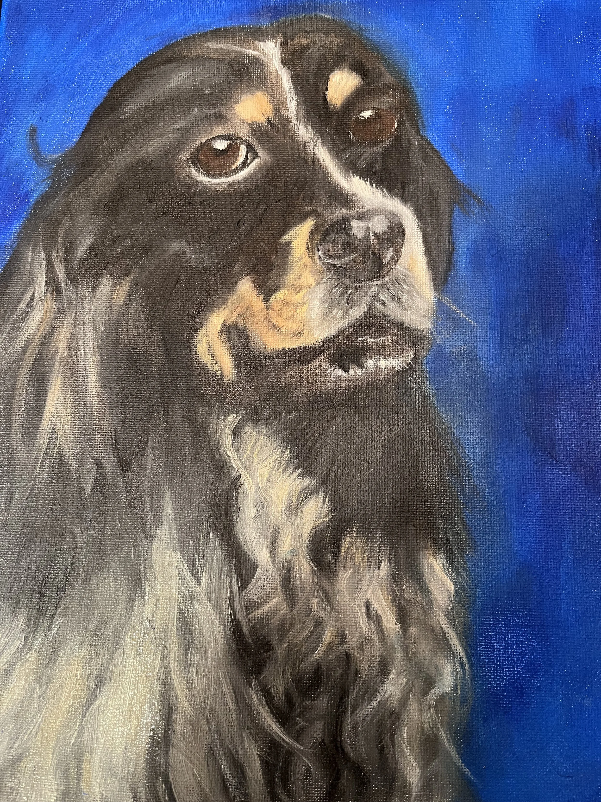 springer spaniel.jpeg
