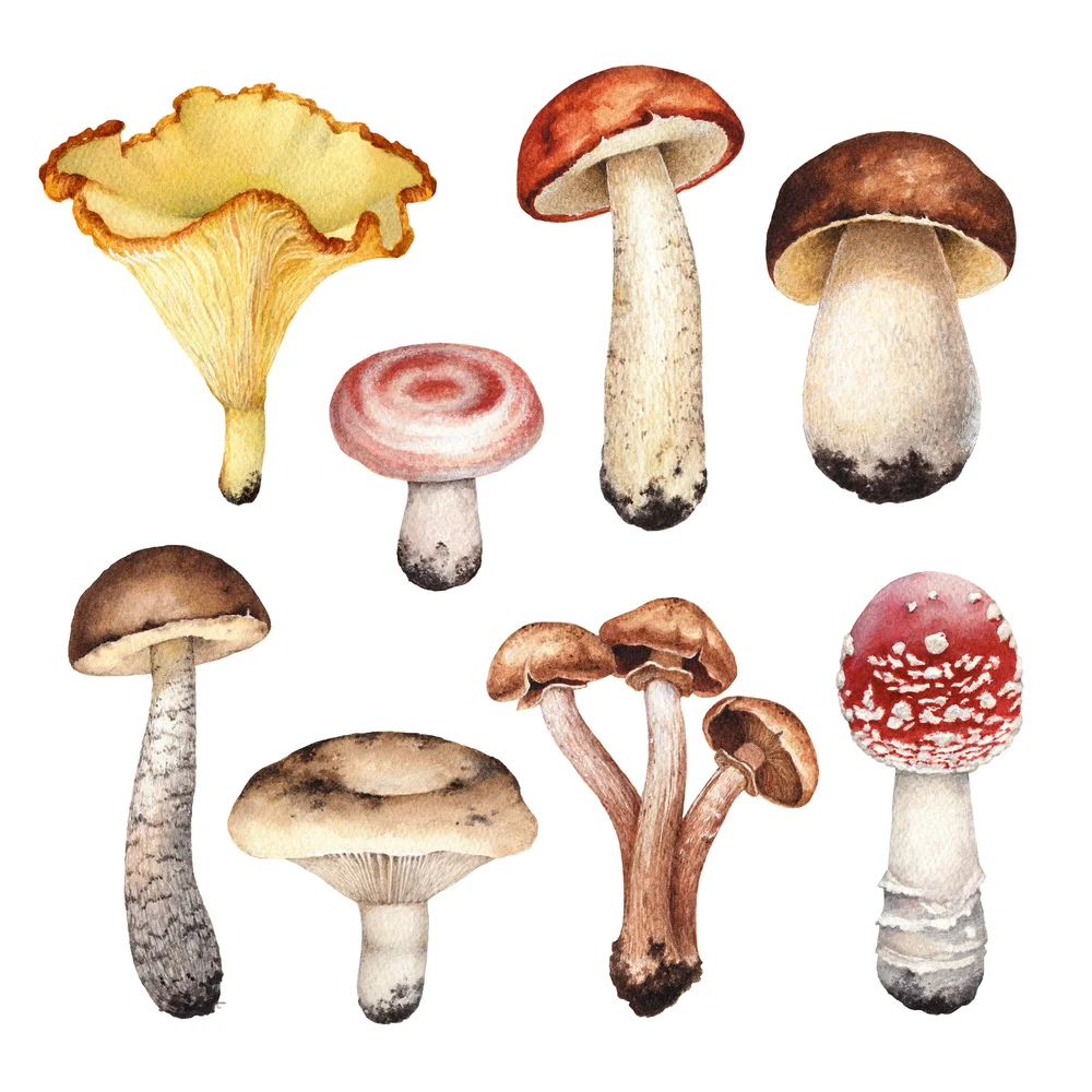 The Magic Of Psilocybin Mushrooms Truhavn