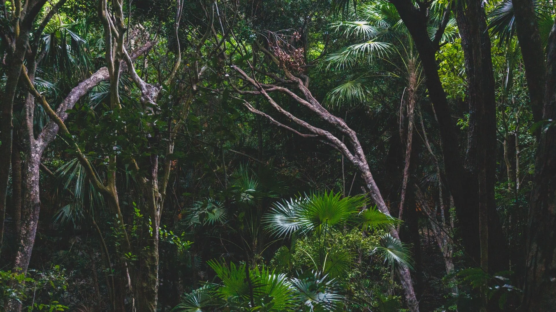 Indigenous Cultures That Used Psychedelic Plants