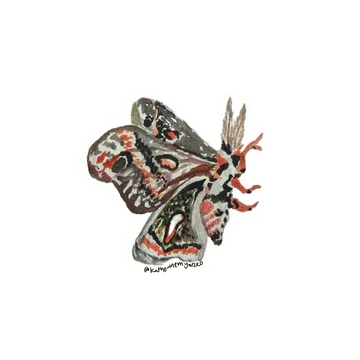 Cecropia-2025.webp