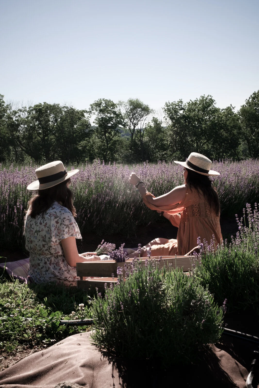 Sunset Lavender Harvest