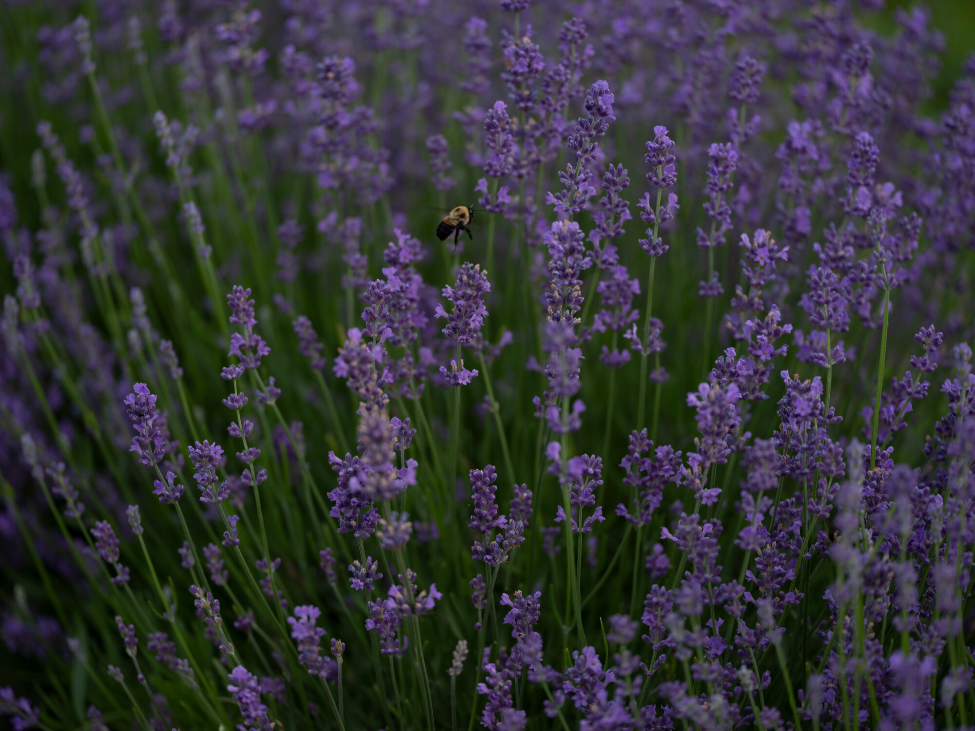 Hidcote Lavender (Lavandula angustifolia 'Hidcote') in Prince George,  British Columbia (BC) at Hunniford Gardens