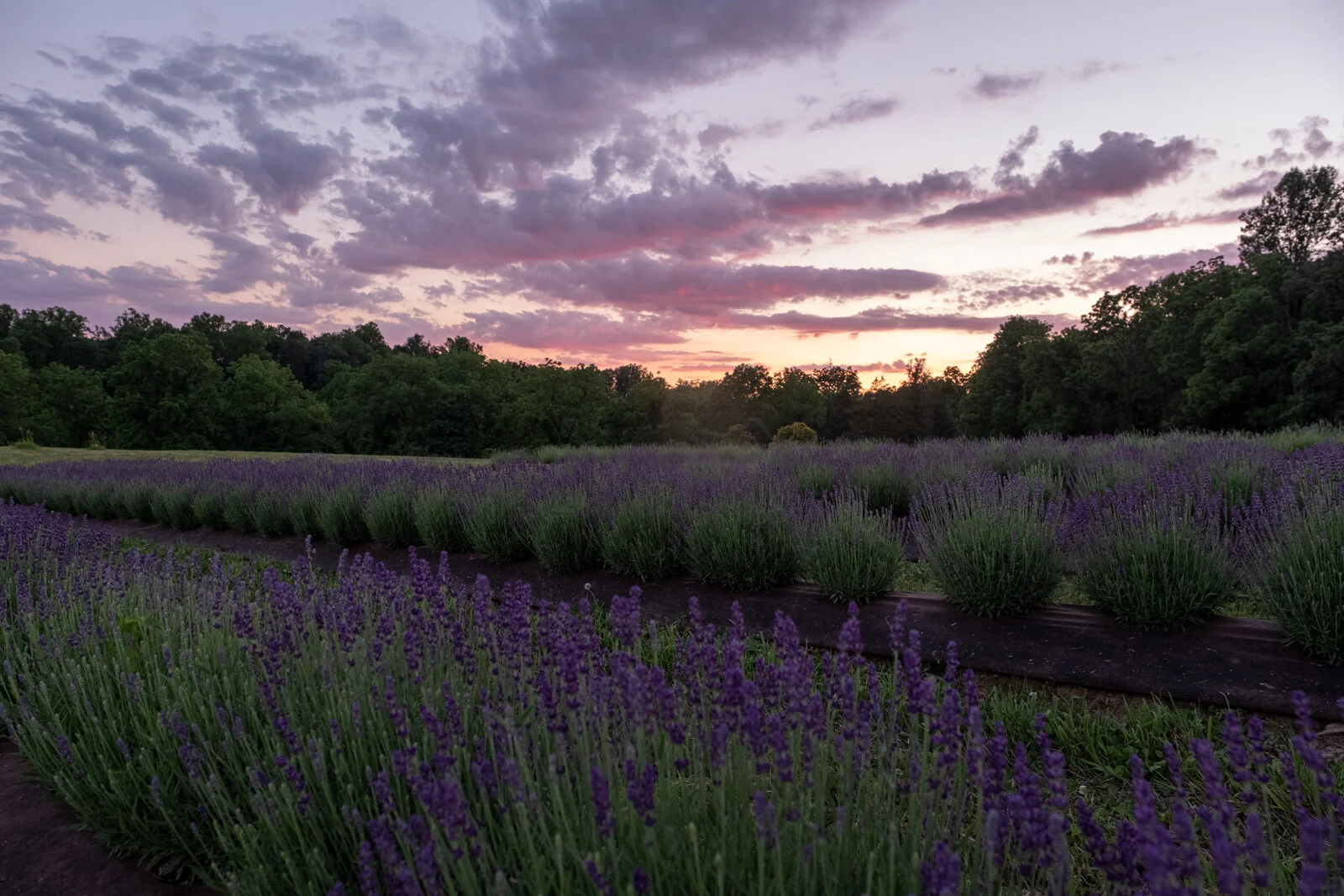 LAVENDER FARM 2022-2023 IMMERSION