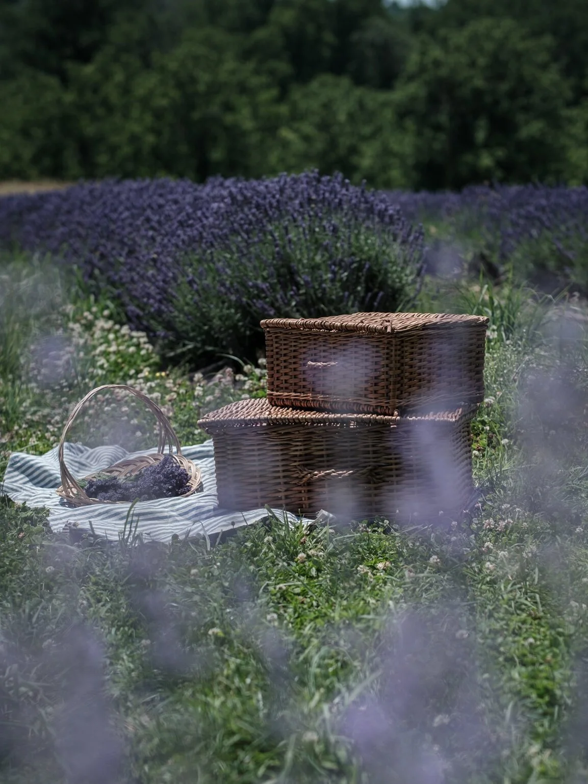 Enjoy the Lavender and "Bring Your Own" Picnic 