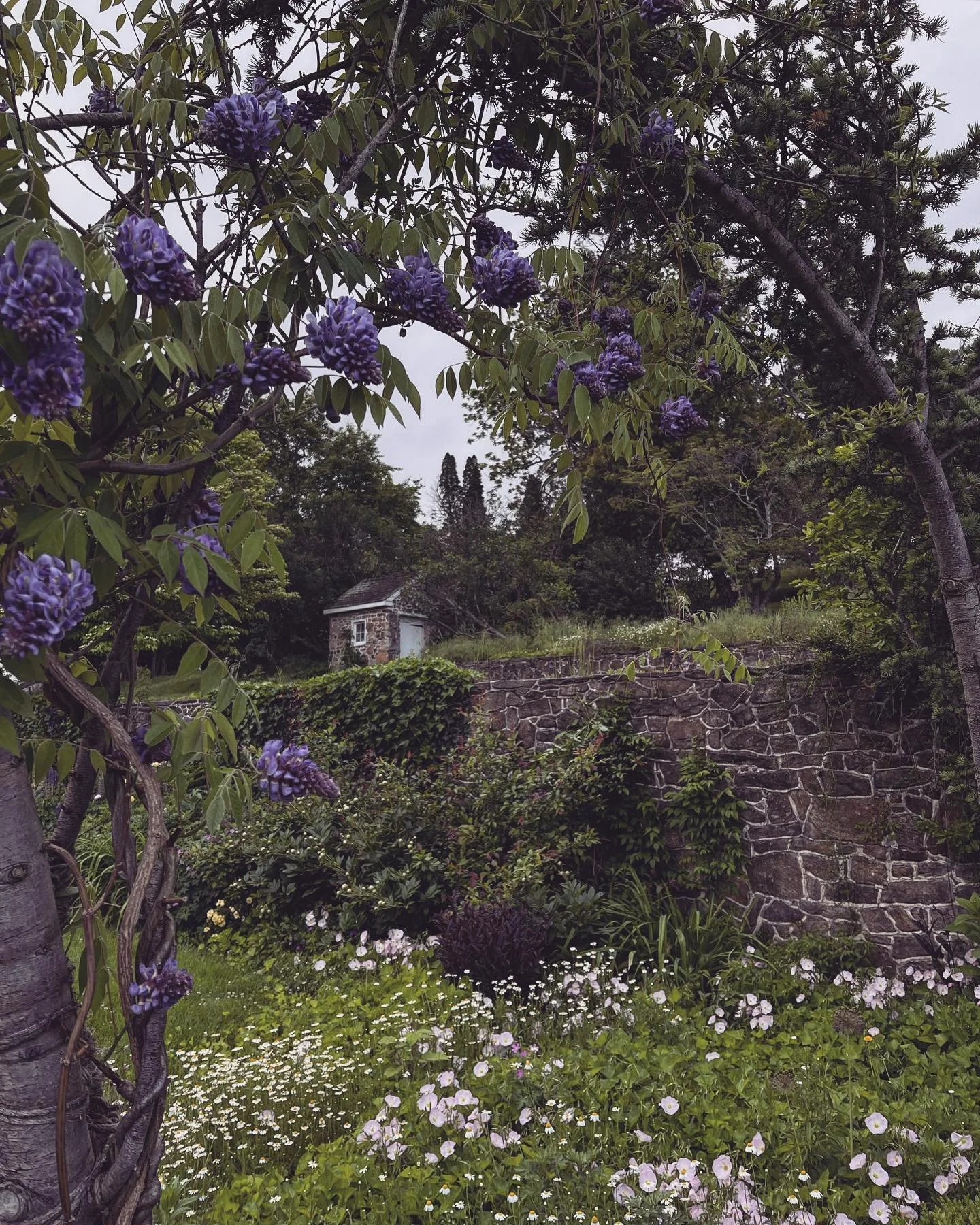Wisteria.jpg
