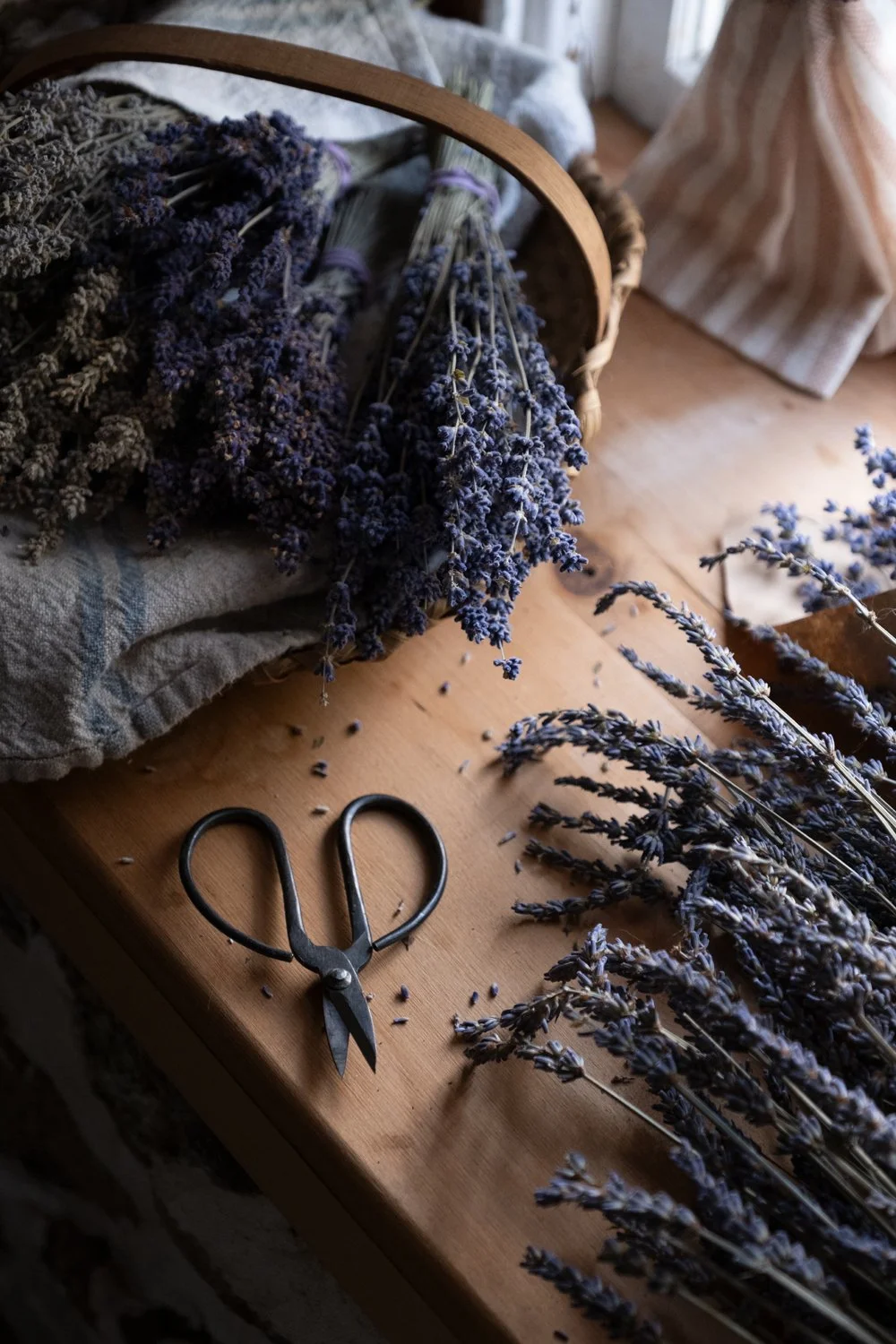 LavenderBundles__DSF5986.jpg