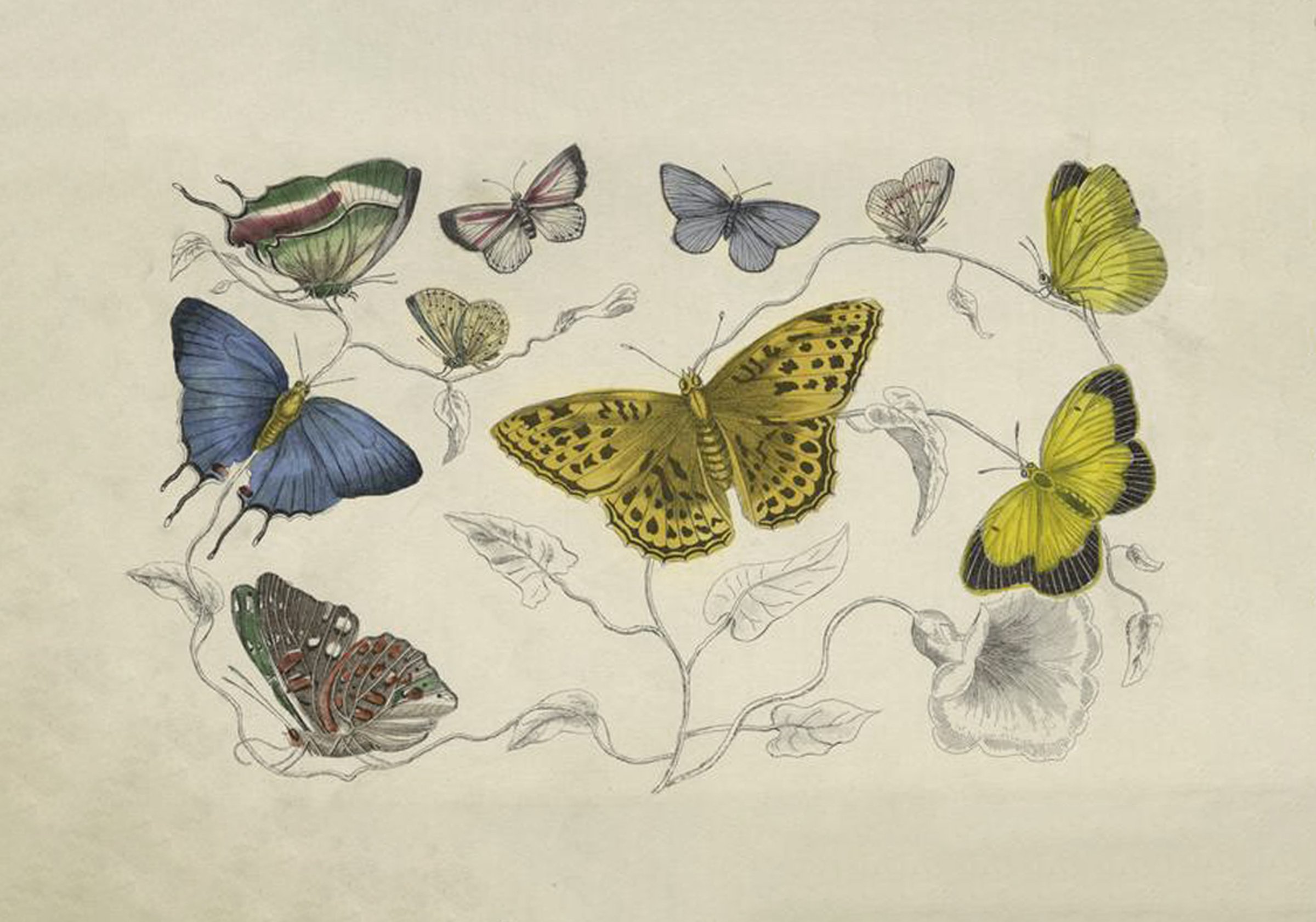 PaperGoods_Illustrated_Stationerybutterfly2.jpg