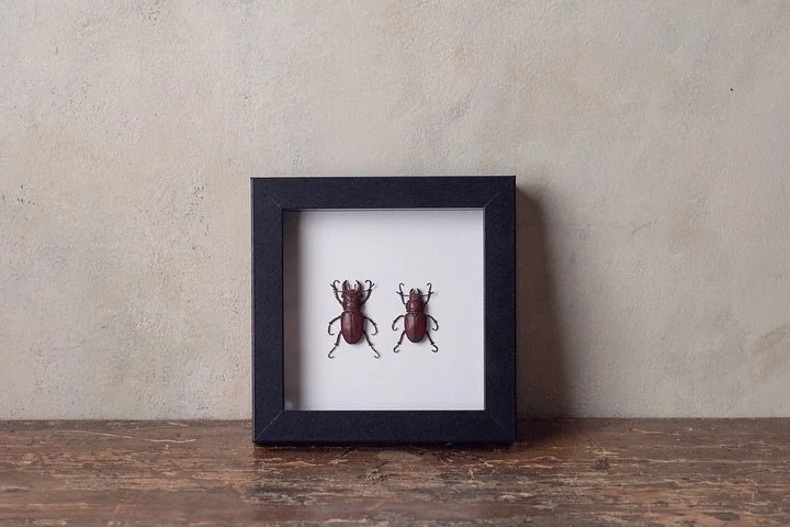 7/25 Dapper Creatures: Puppetry and Small Worlds with Victoria Naftal