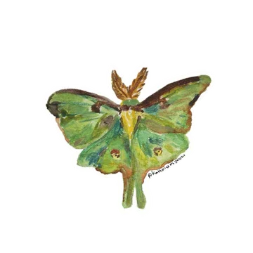 Luna-Moth_2025_fc8f29ef-479c-4835-a881-e543b151bf96.webp