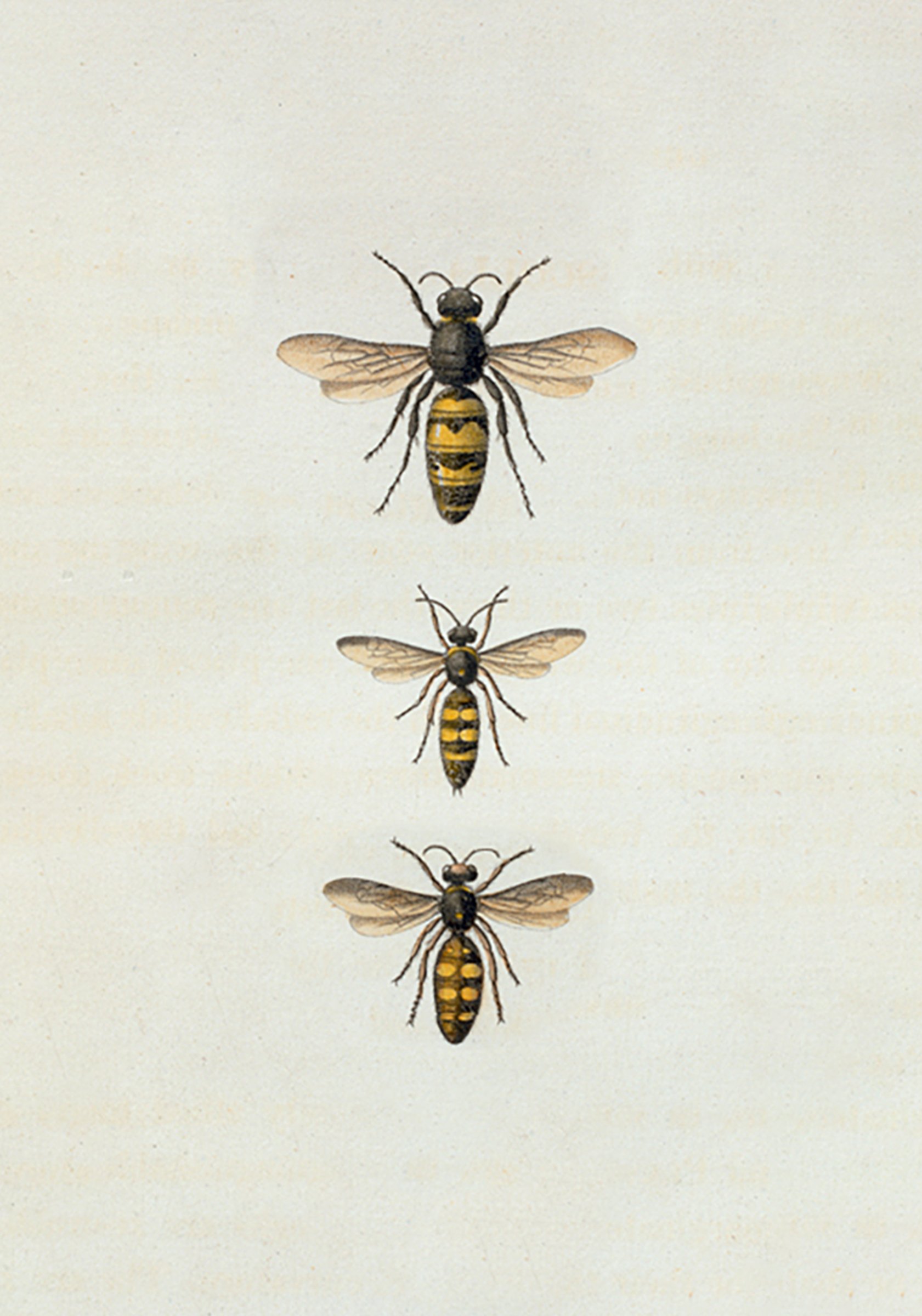 PaperGoods_Illustrated_Stationerybee.jpg