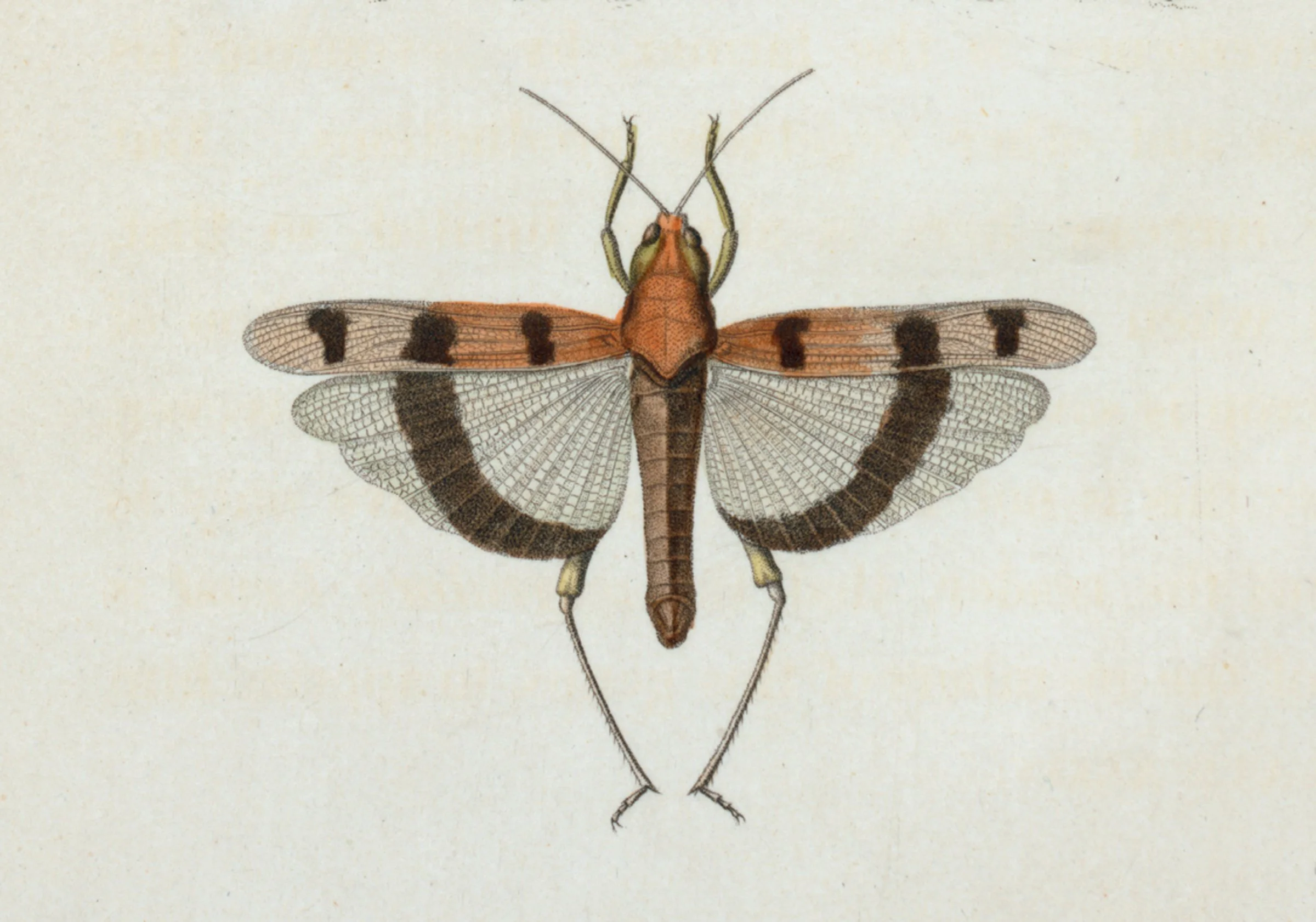 PaperGoods_Illustrated_Stationerygrasshopper3.jpg