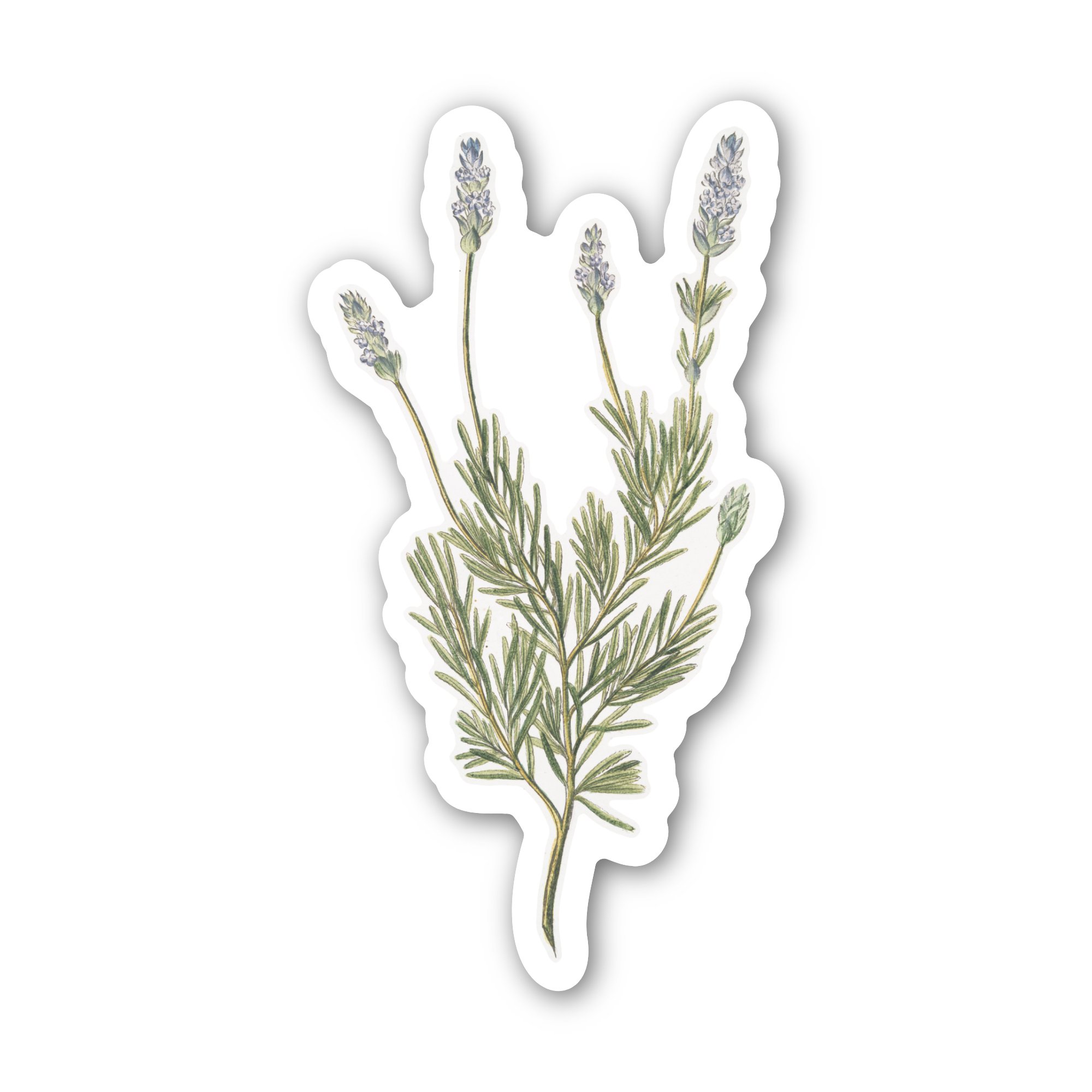 Sticker_Lavender.jpg