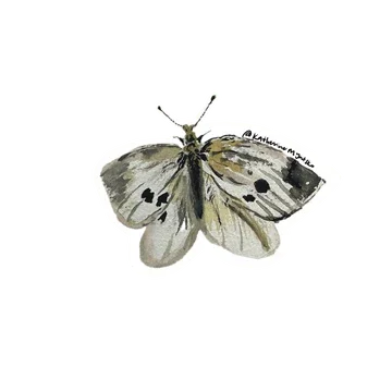 Cabbage-White_2025.webp
