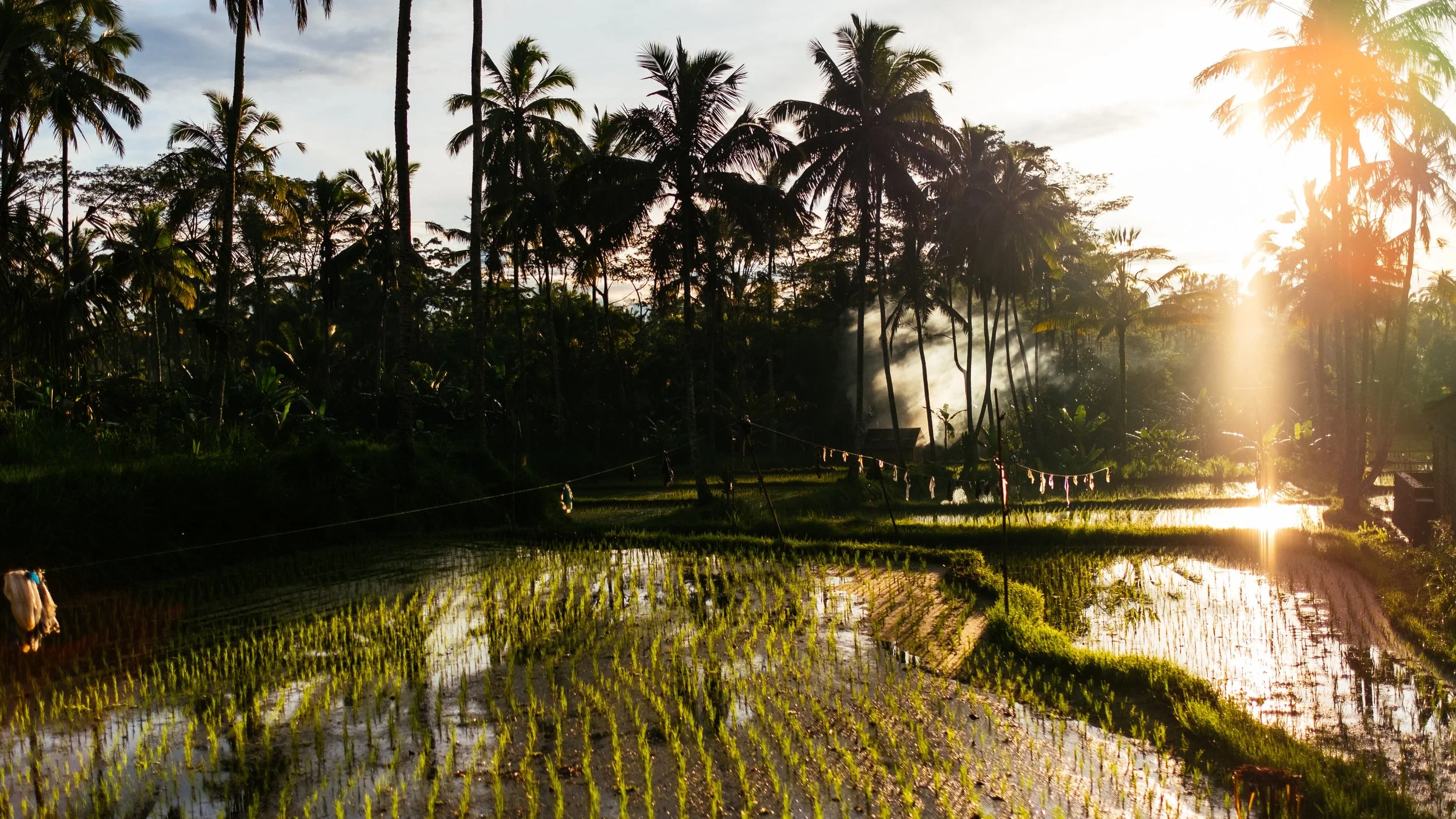Ricefields_GoldHour.jpg