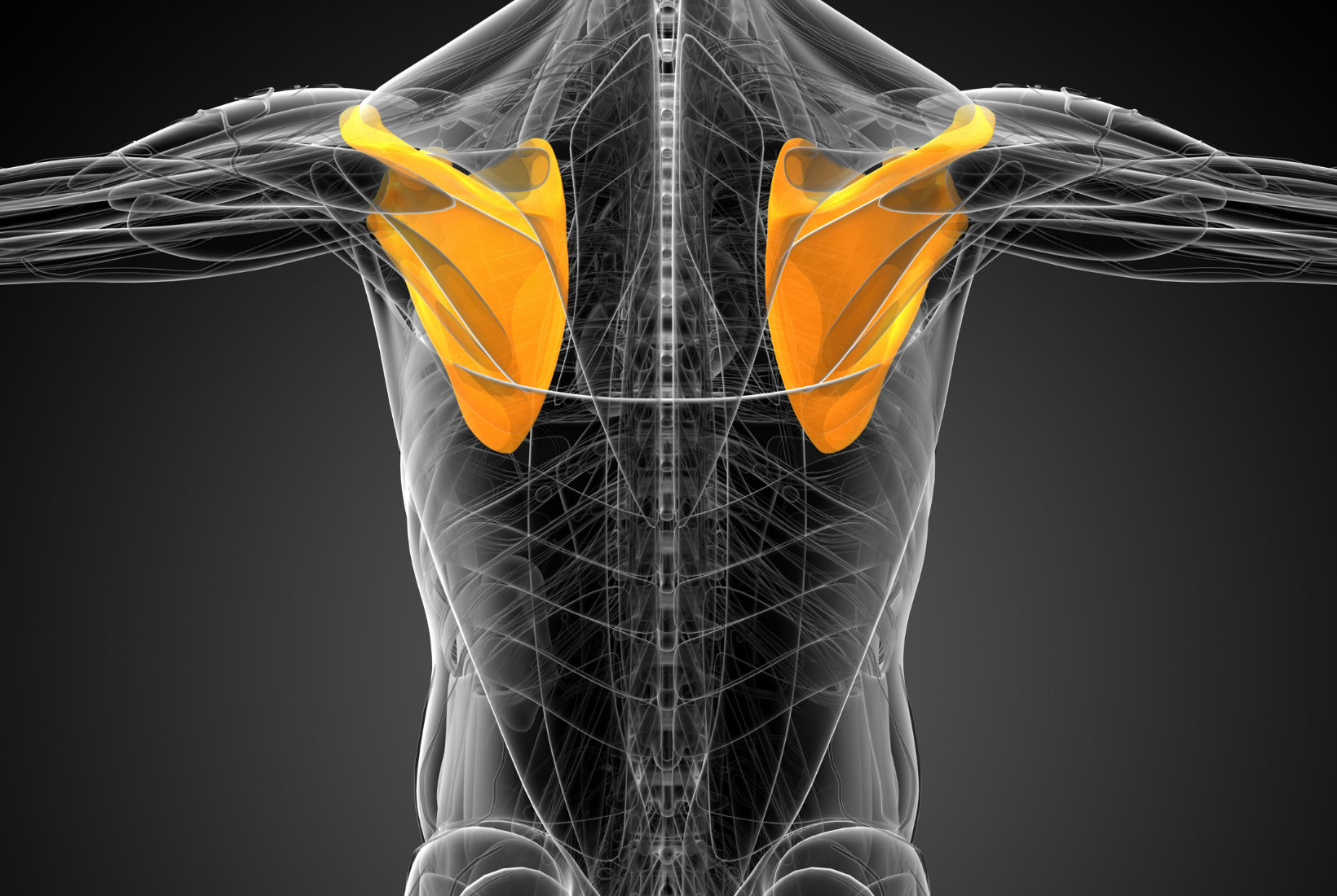 scapula.png
