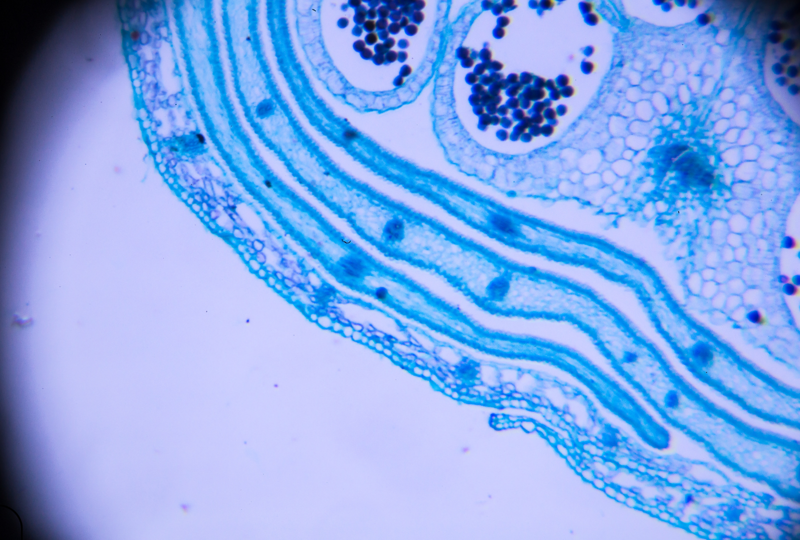 Maiju-Emilia pics (Presentation).png