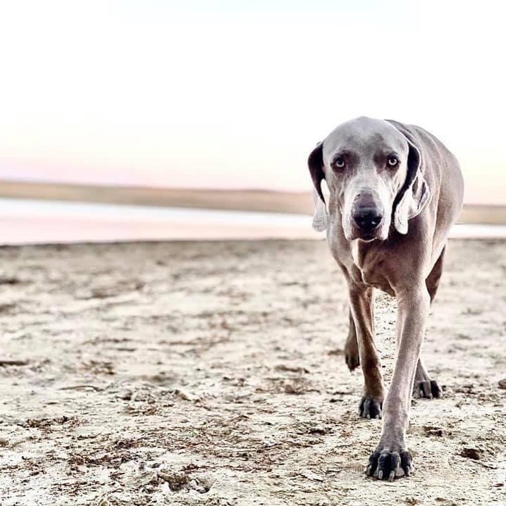 My favorite office mate crossed the rainbow bridge 🐾🖤

This morning I laid next to him, nose to nose, and cried. Despite his pain, he looked me in the eye and licked my tears. He was telling me it was going to be ok. It was at this very moment that