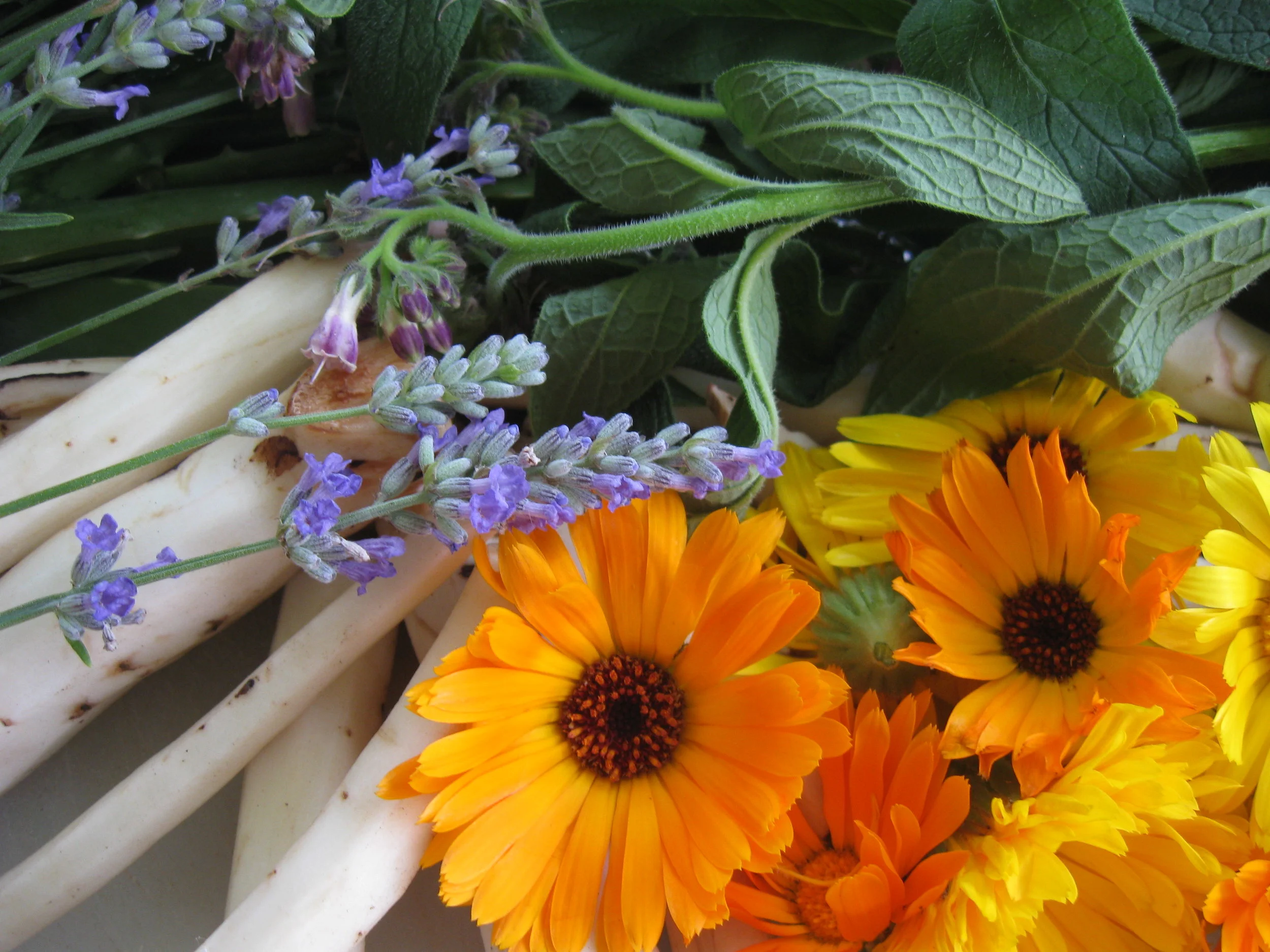 Freshly picked salve ingredients