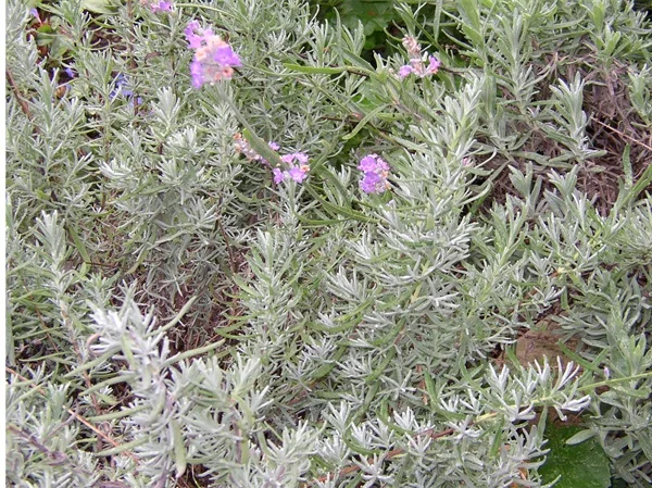 Lavender