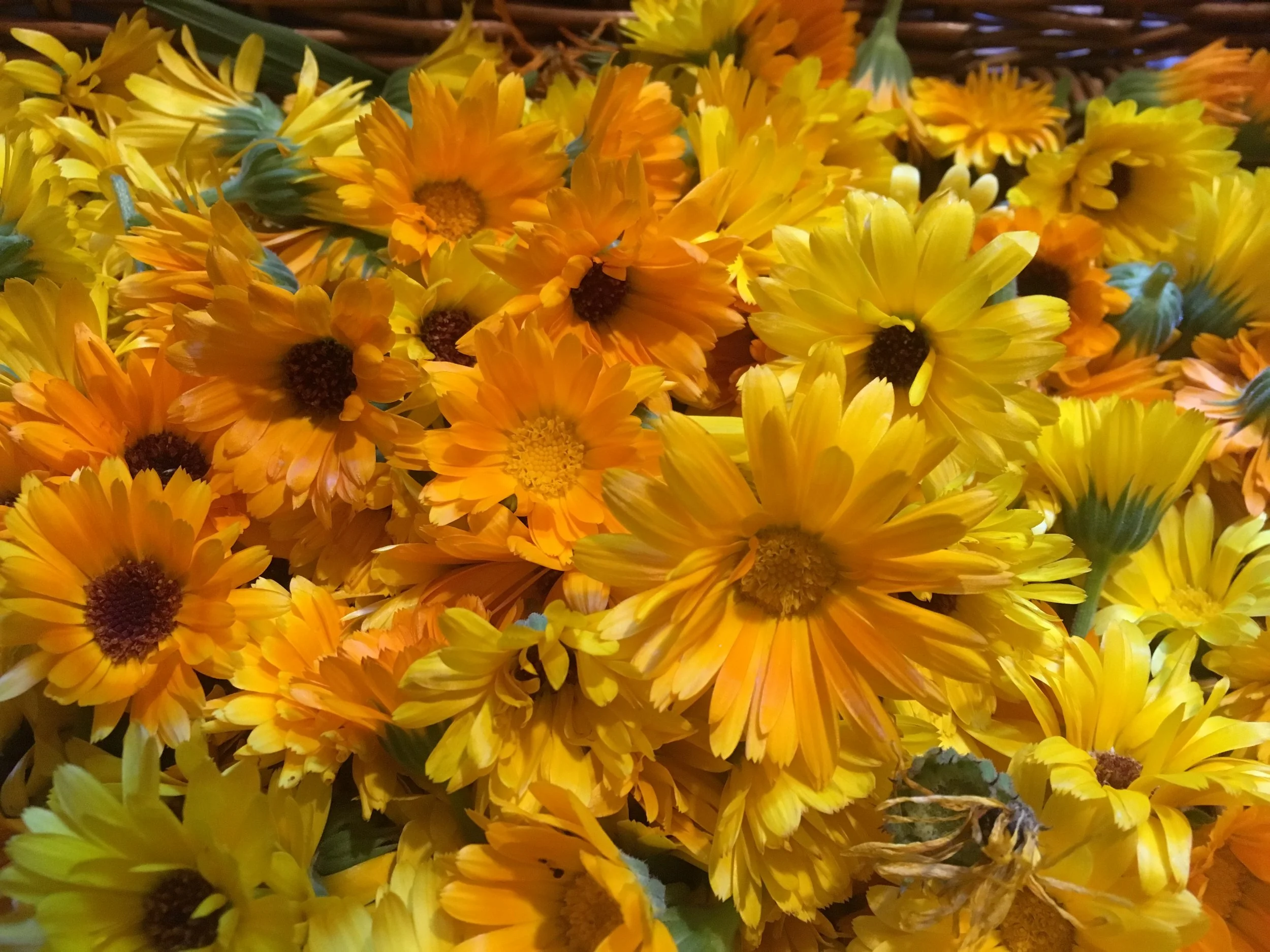 Calendulaflowers.JPG