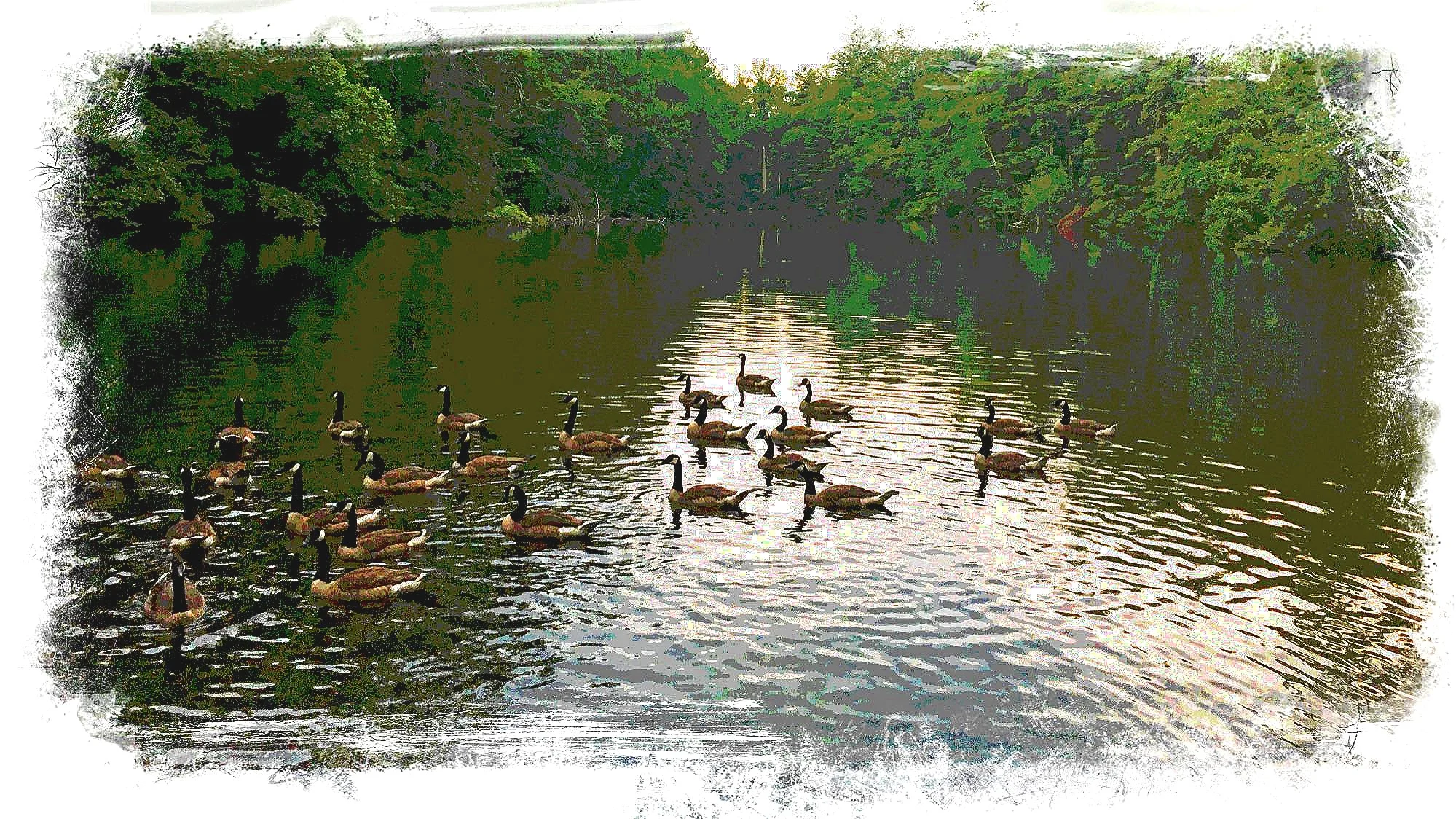 Geese-at-Sandburg-Posterized.jpg