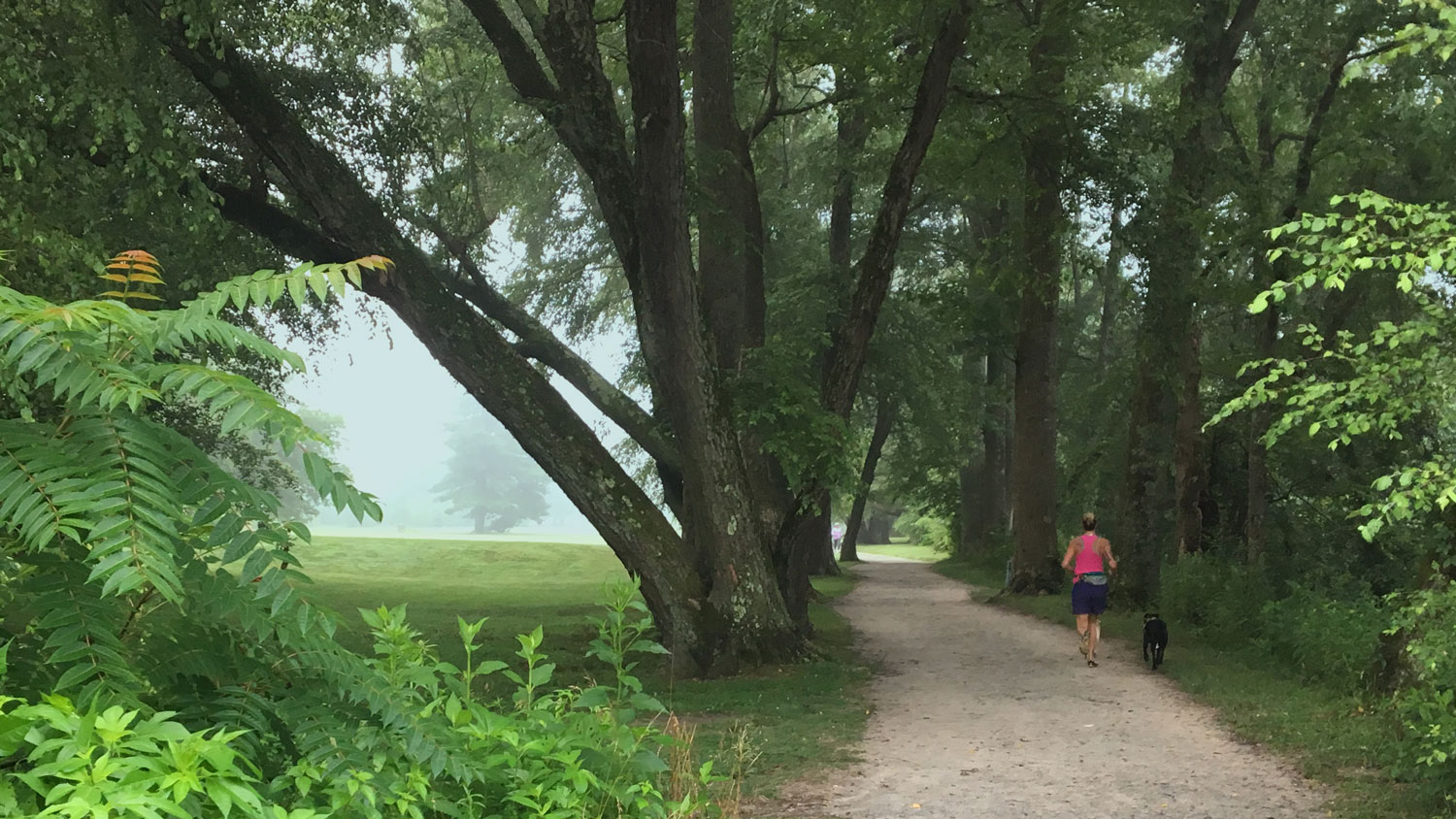 The-Park-Trees-Jogger-Trail.jpg