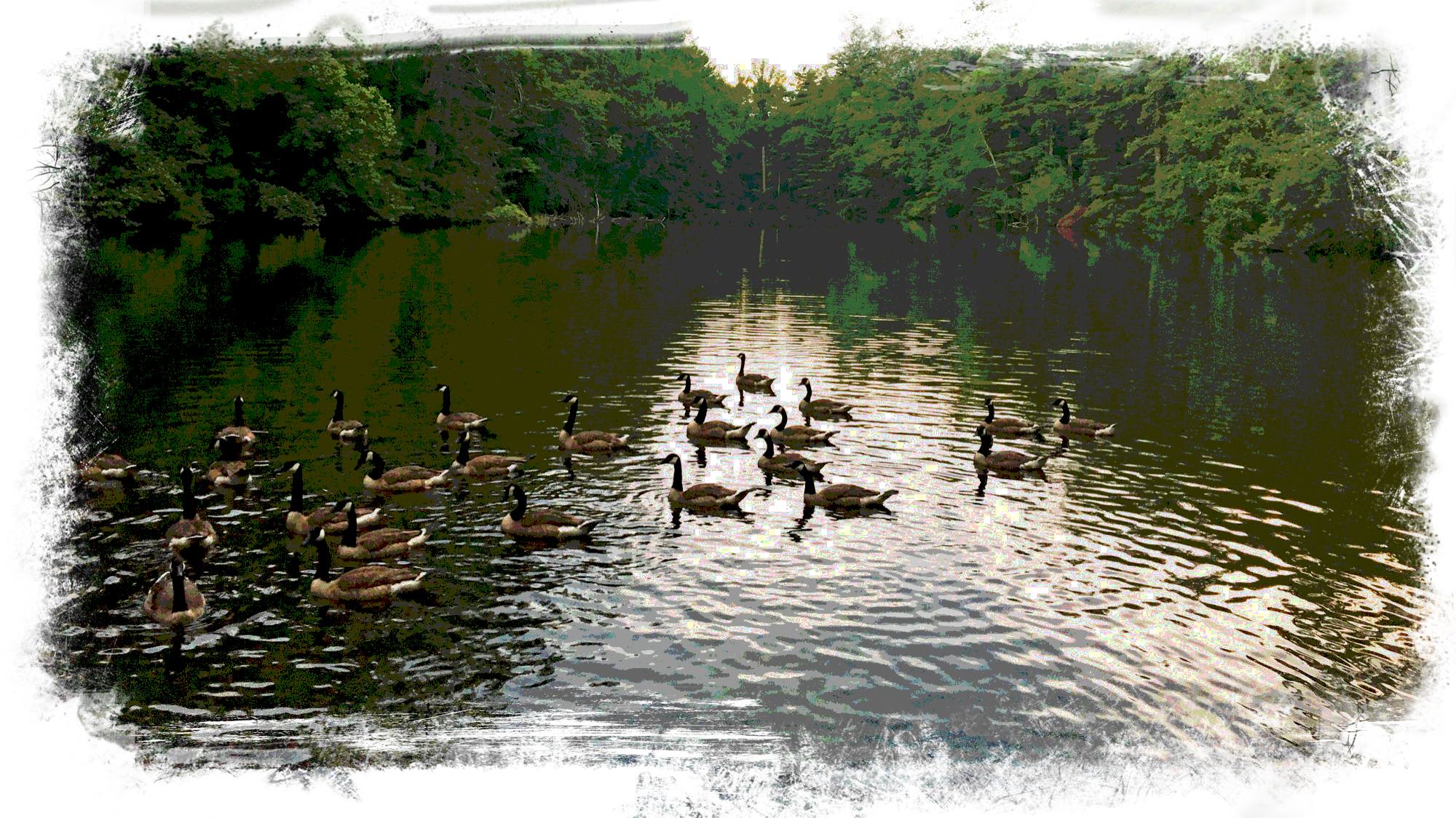 Geese-at-Sandburg-Posterized.jpeg