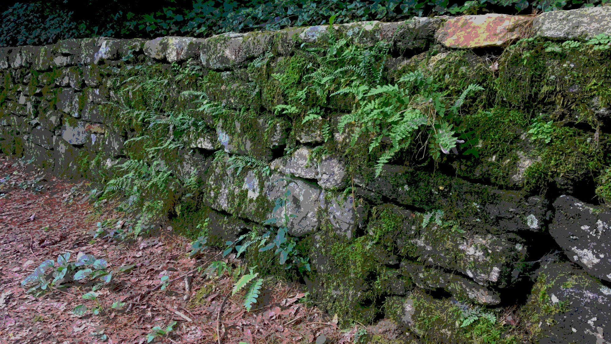Wall-with-Ferns-Posterized.jpeg