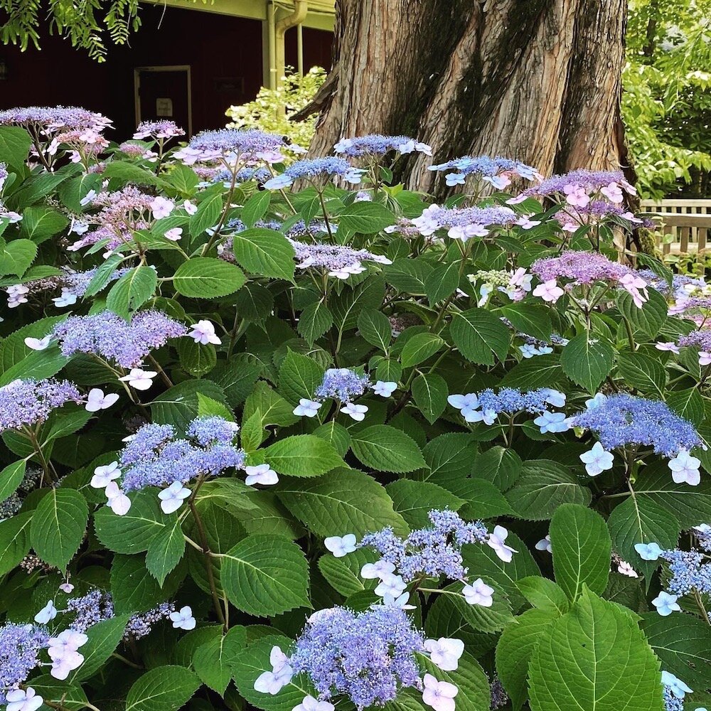 FRP Gardens August 2020 4.jpg